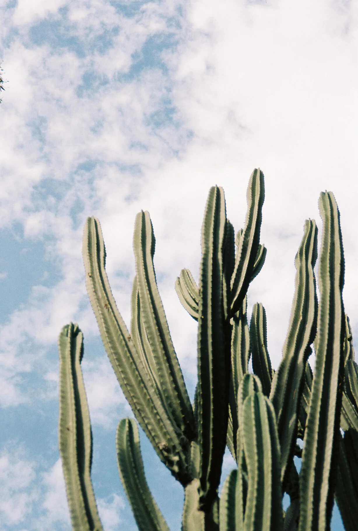 Kodak portra 160Minolta capios Riva 75w19.jpg