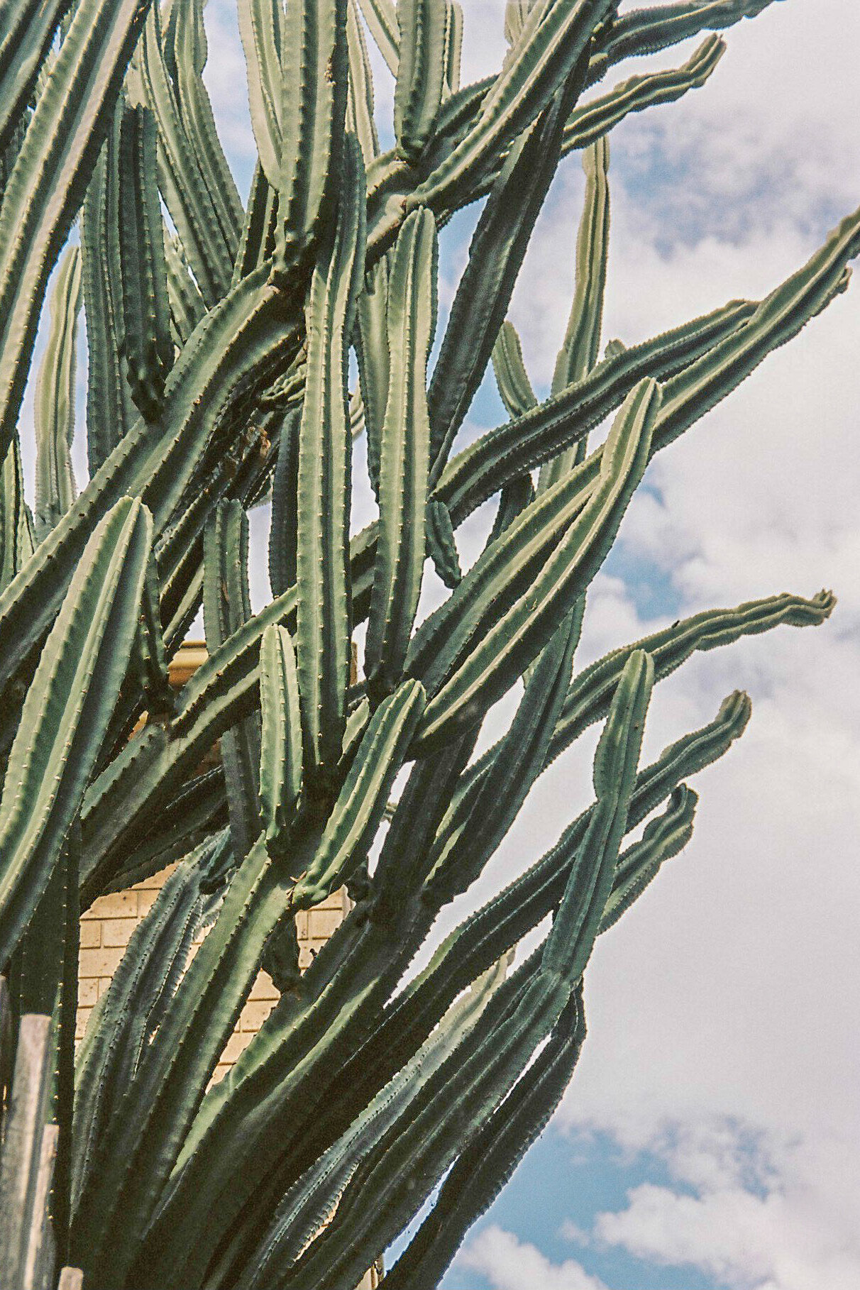 Kodak portra 160Minolta capios Riva 75w18.jpg