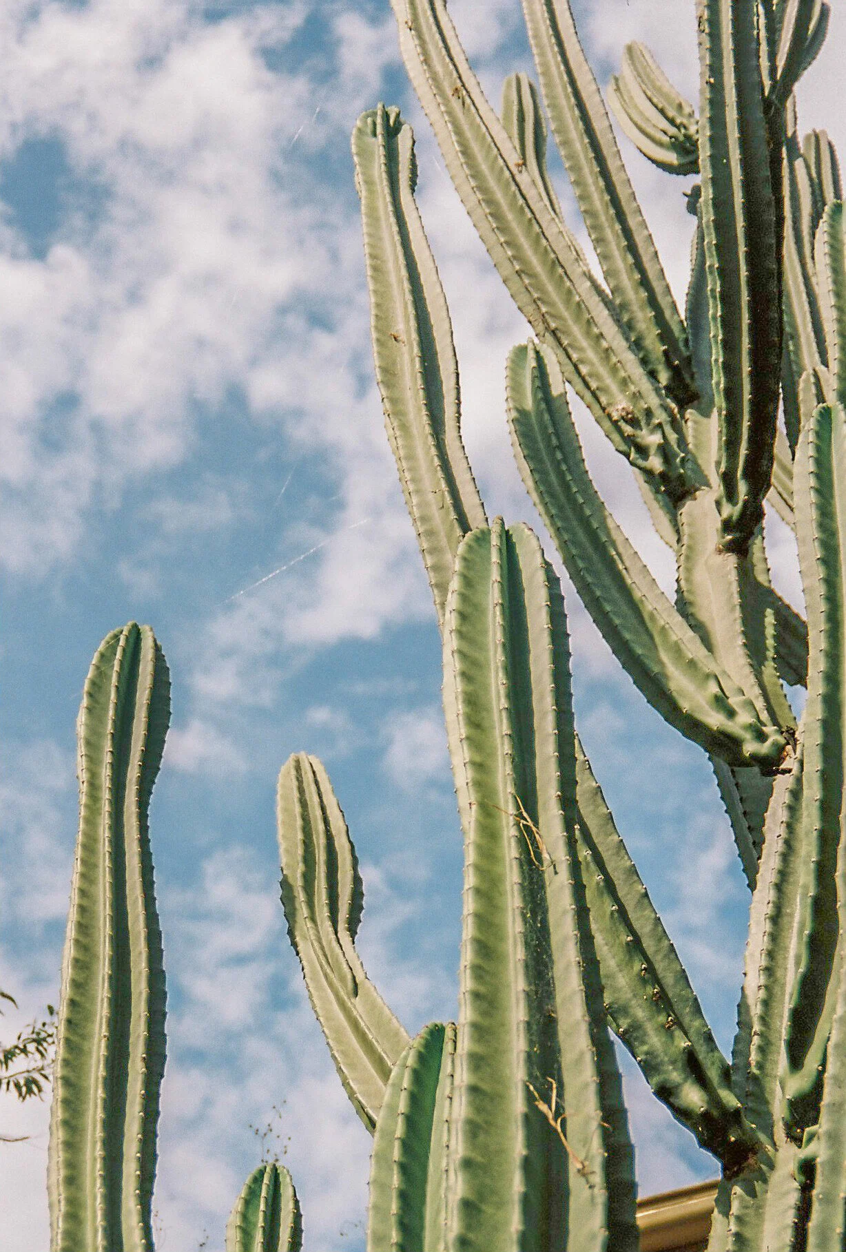 Kodak portra 160Minolta capios Riva 75w20.jpg