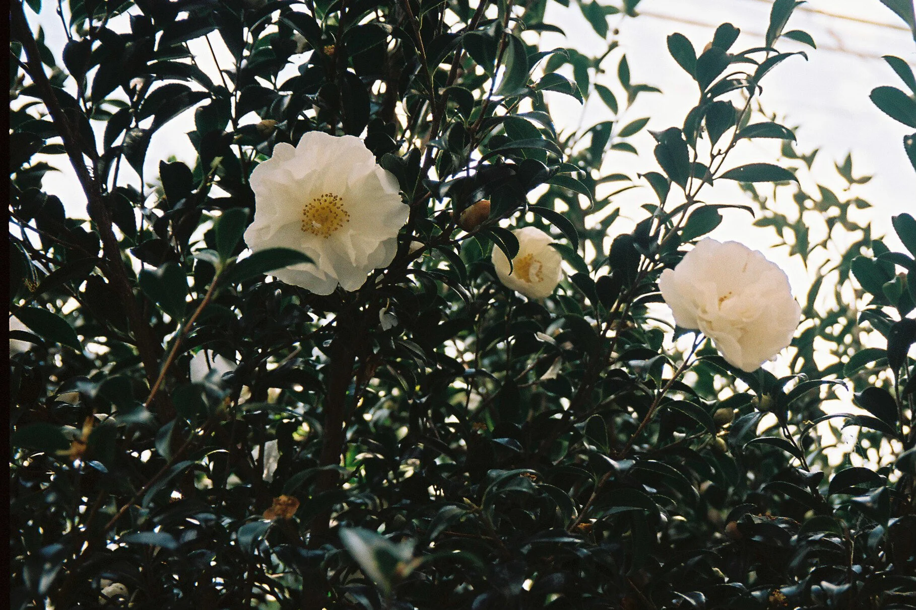 Kodak portra 160Minolta capios Riva 75w24.jpg