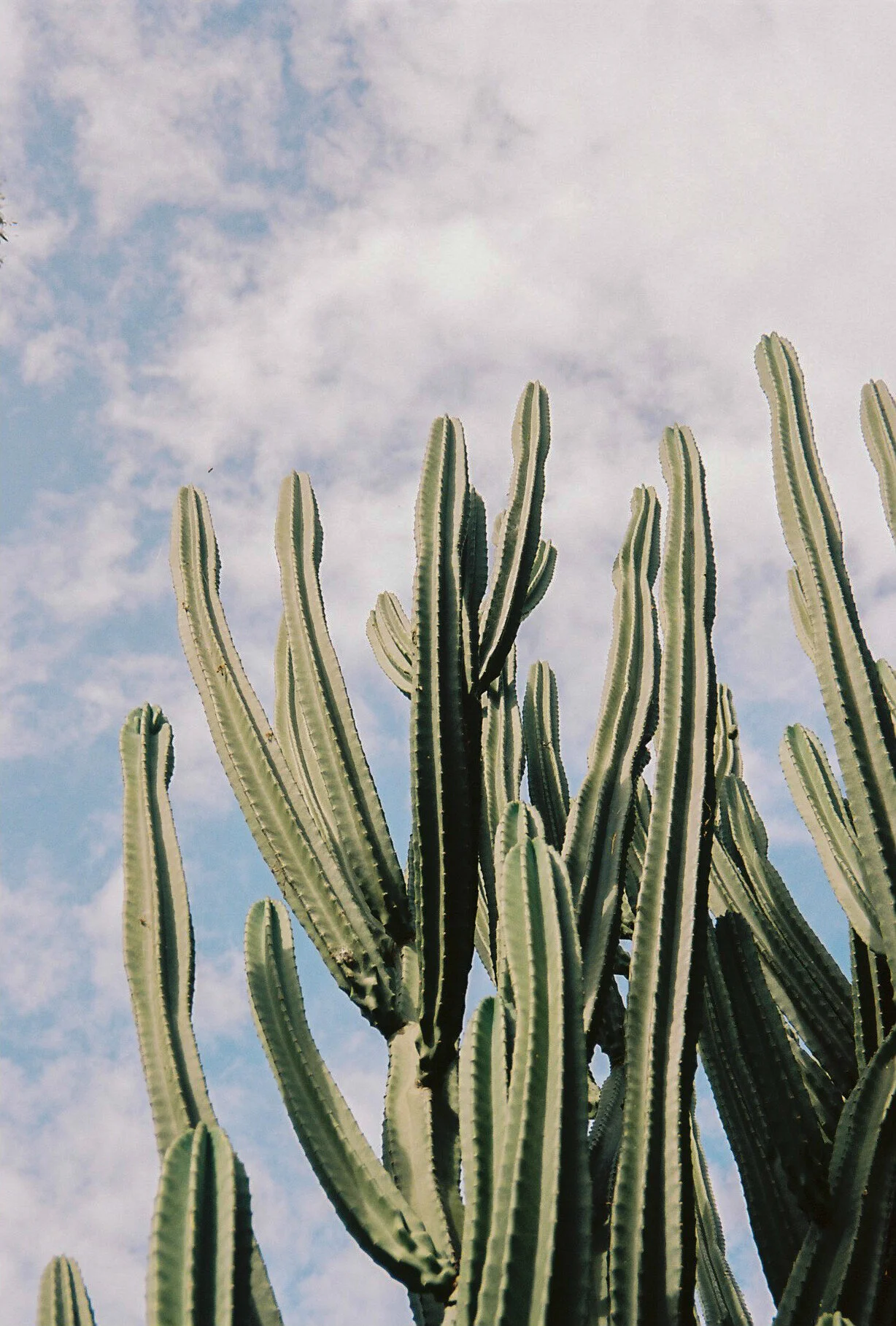 Kodak portra 160Minolta capios Riva 75w17.jpg