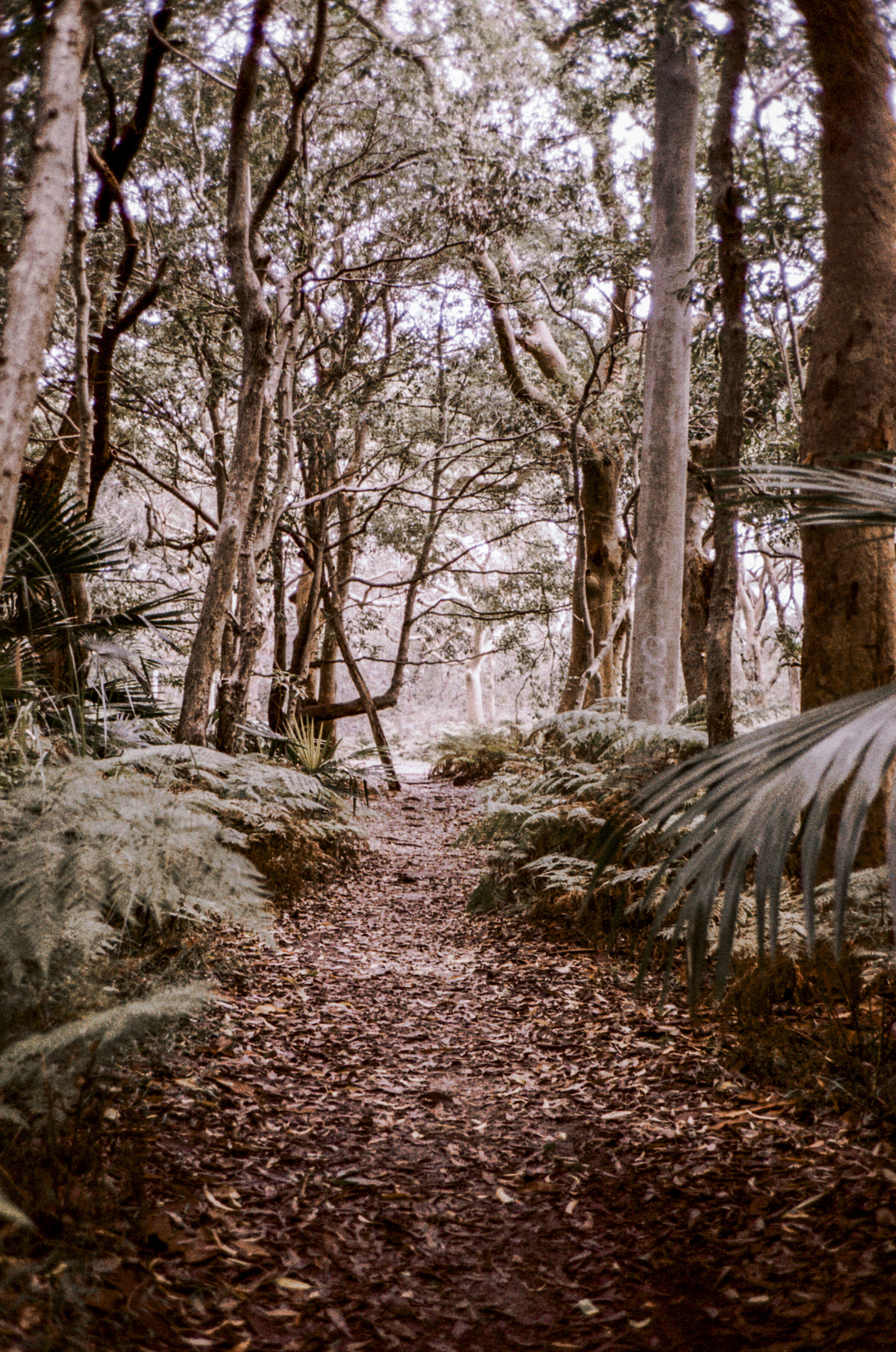 Lomography Metropolis