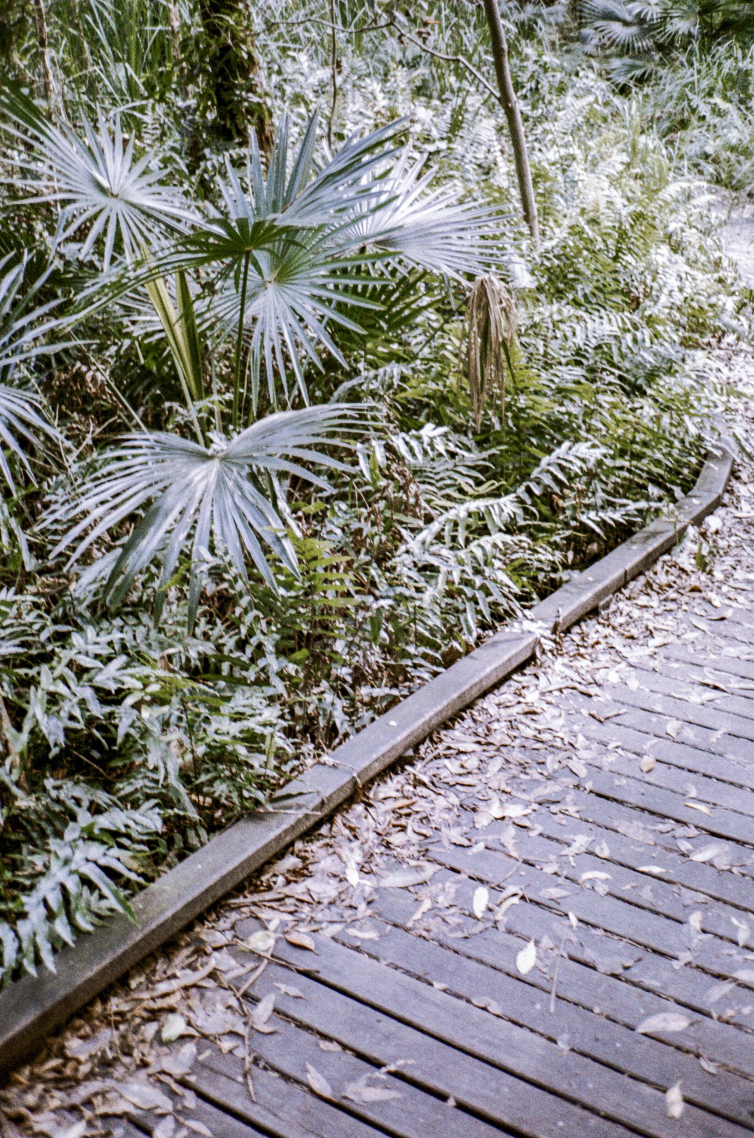 Lomography Metropolis