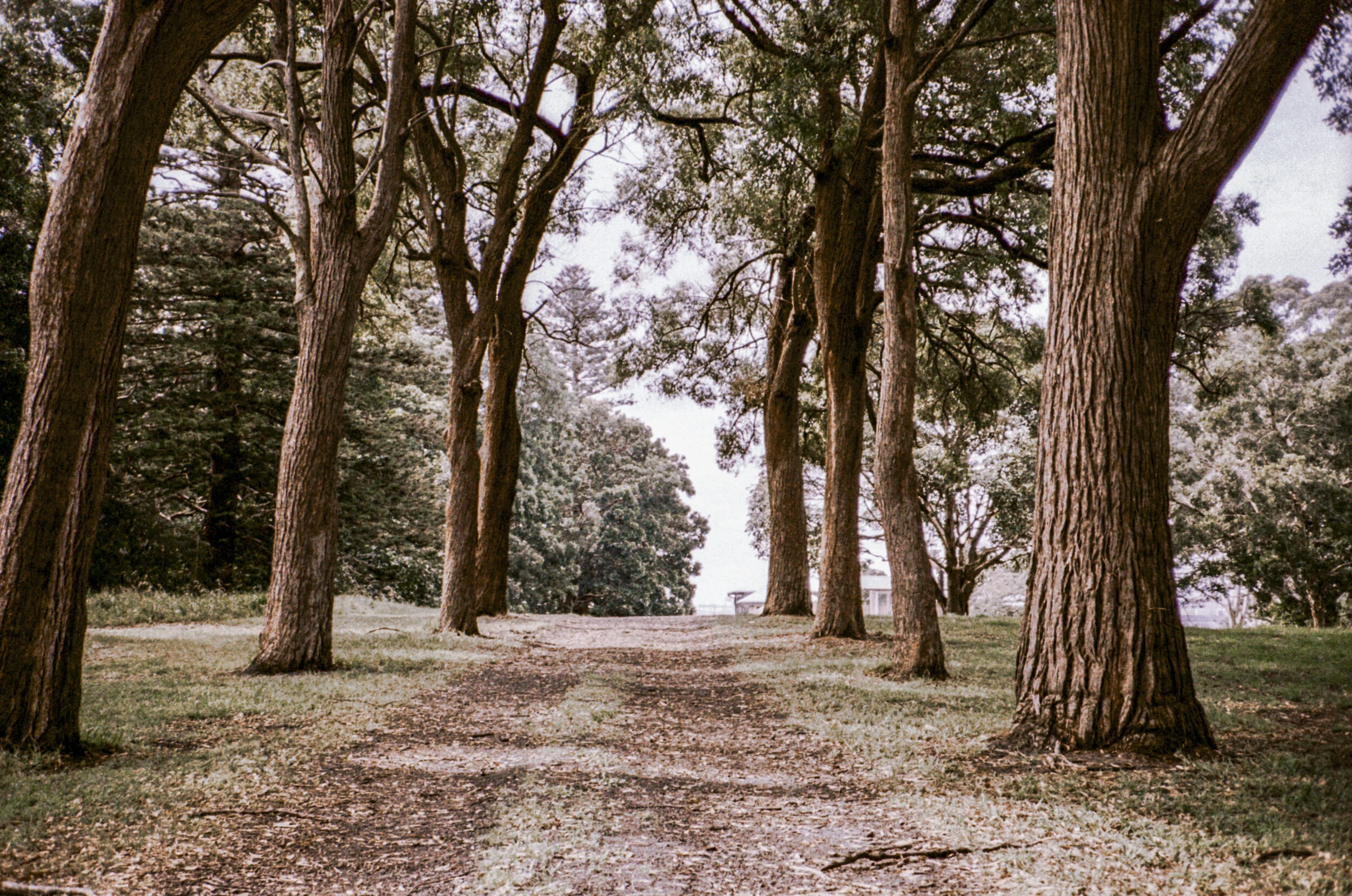 Lomography Metropolis