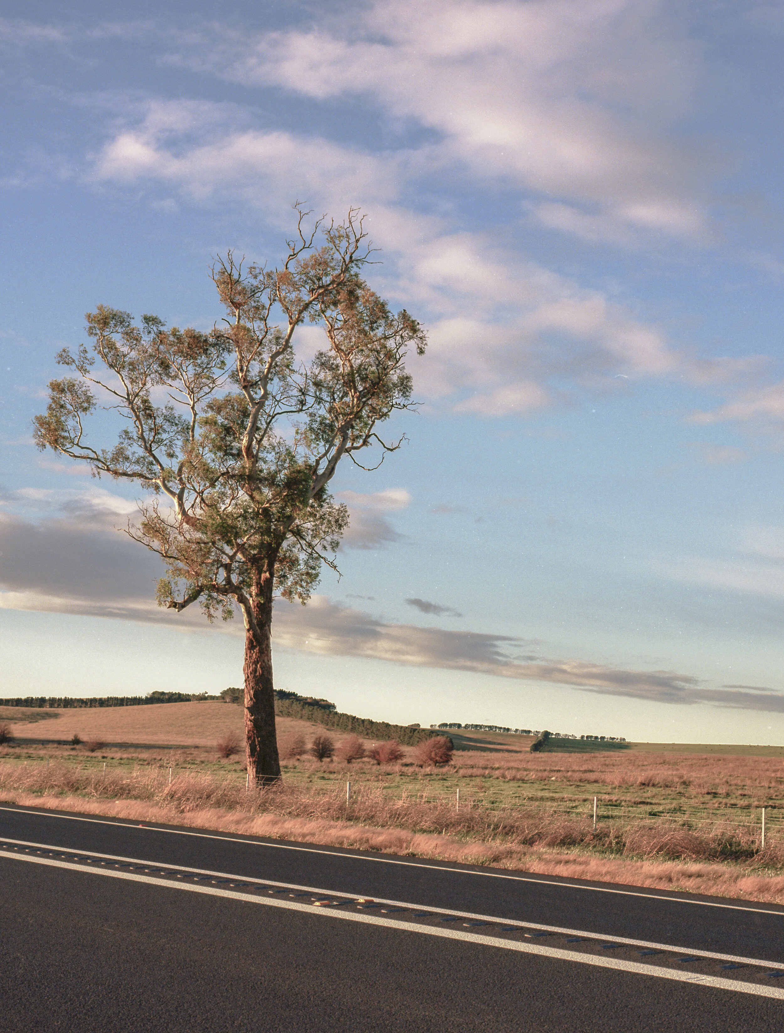 Mamiya7ii 00 5-4.jpg