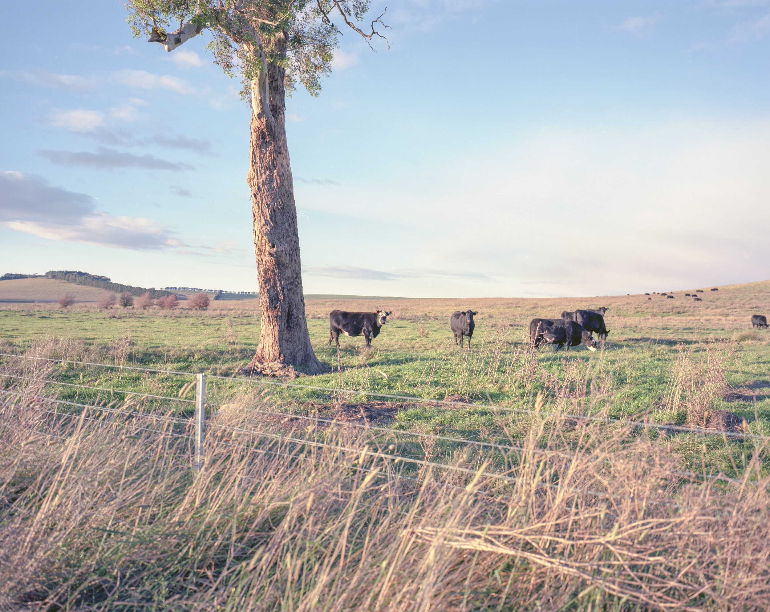 Mamiya7ii 00-6-2.jpg