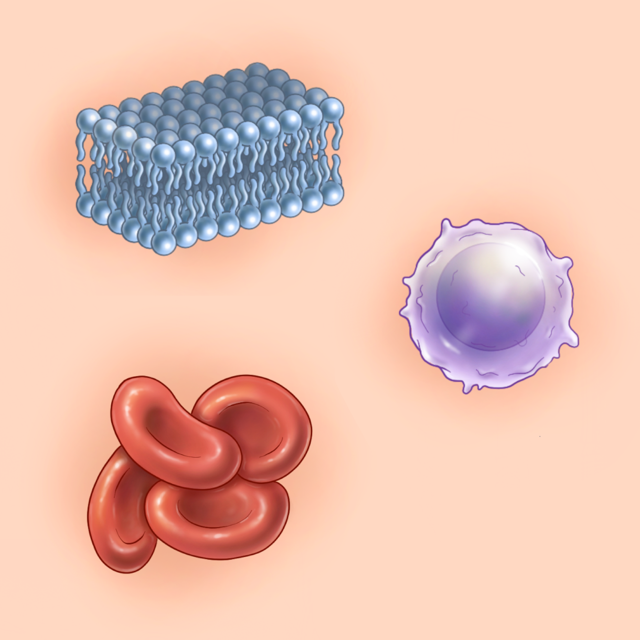 Quick Illustrations: Phospholipid Bilayer, T-Cell, Red Blood Cells. Not scaled