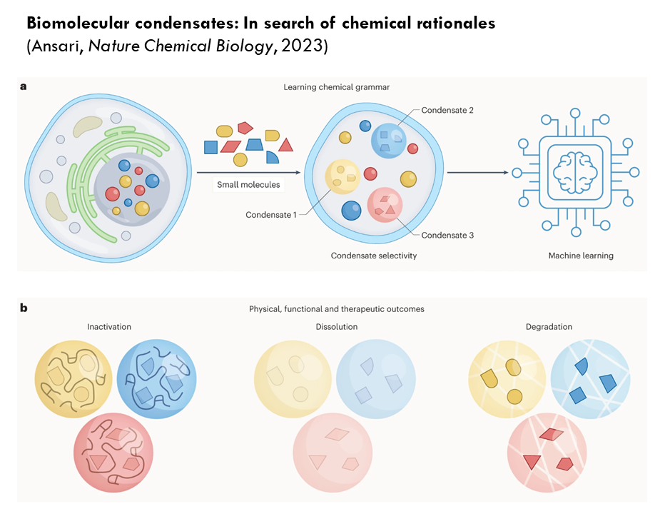 Biomolecular condensates: In search of chemical rationales - (Ansari, Nature Chemical Biology 2023)