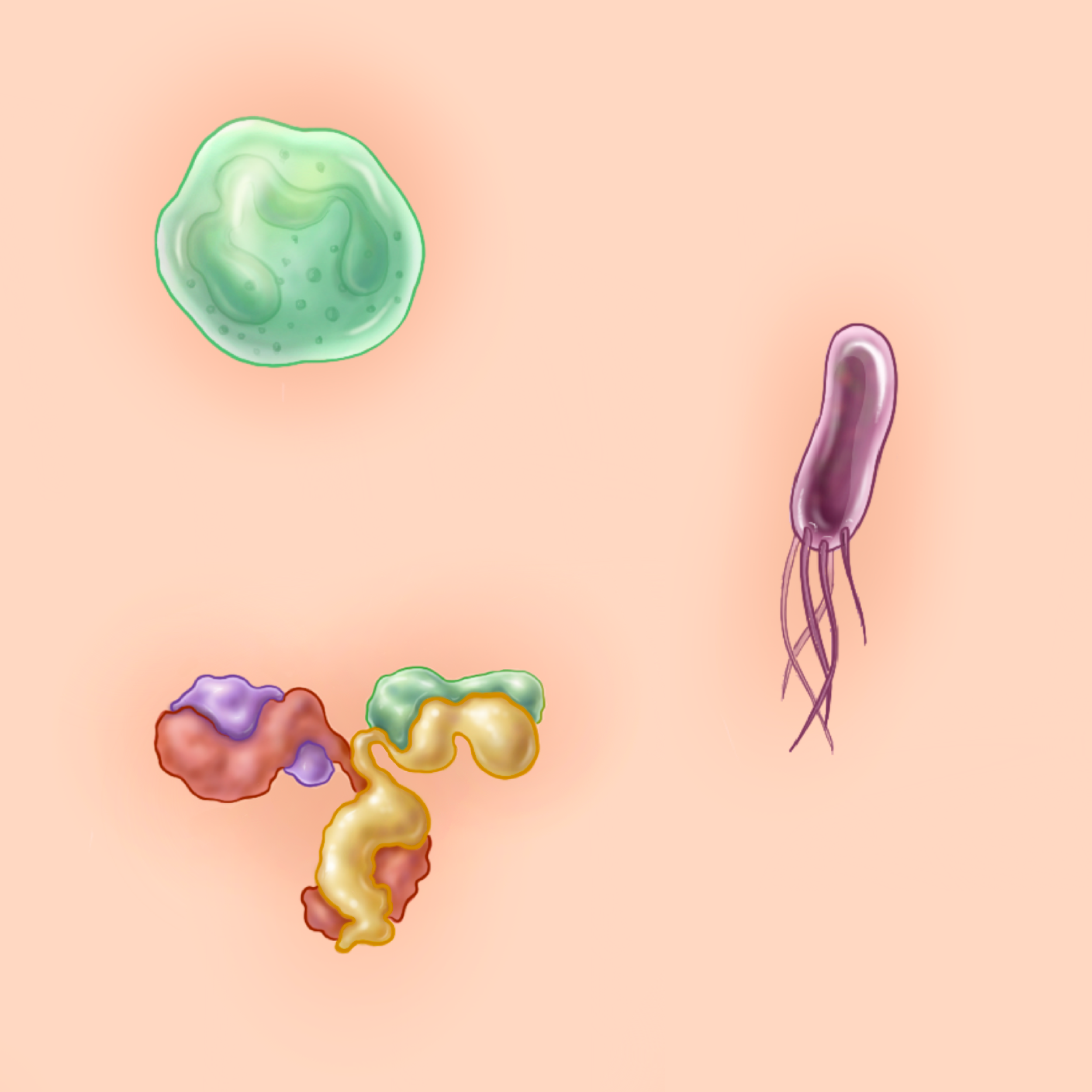 Quick Illustrations: Neutrophil, Flagellated Bacteria, Antibody. Not scaled