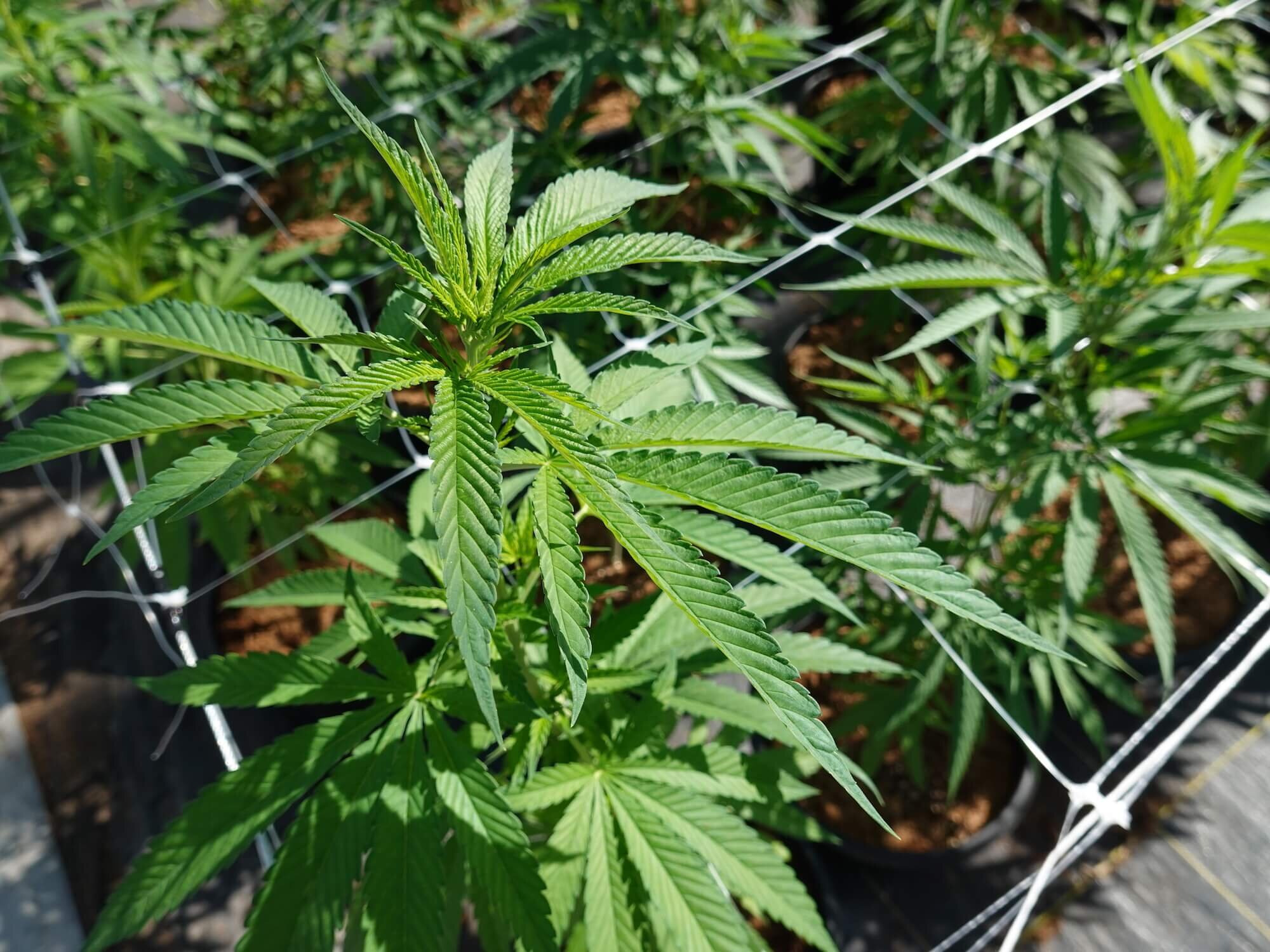 synergenetics