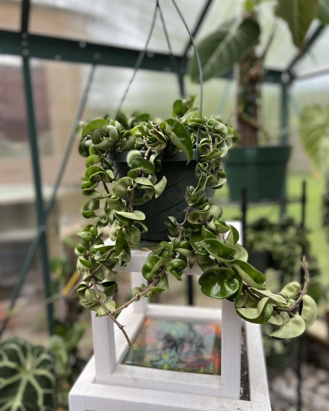 Plant of the day Hoya Carnosa Compacta 💕

Did you know A New Leaf does local deliveries Sundays 10-4 and Shipping throughout the week to help fulfill all your planty needs ✨
&bull;
&bull;
&bull;
&bull;
#hoyalover #hoyaplant #hoya #plantshop #plantso