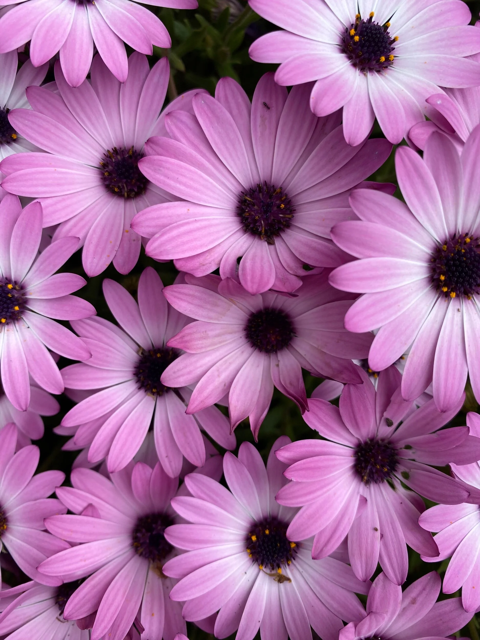 FFAC7931-7099-4E16-A45F-81213ADEAFD0