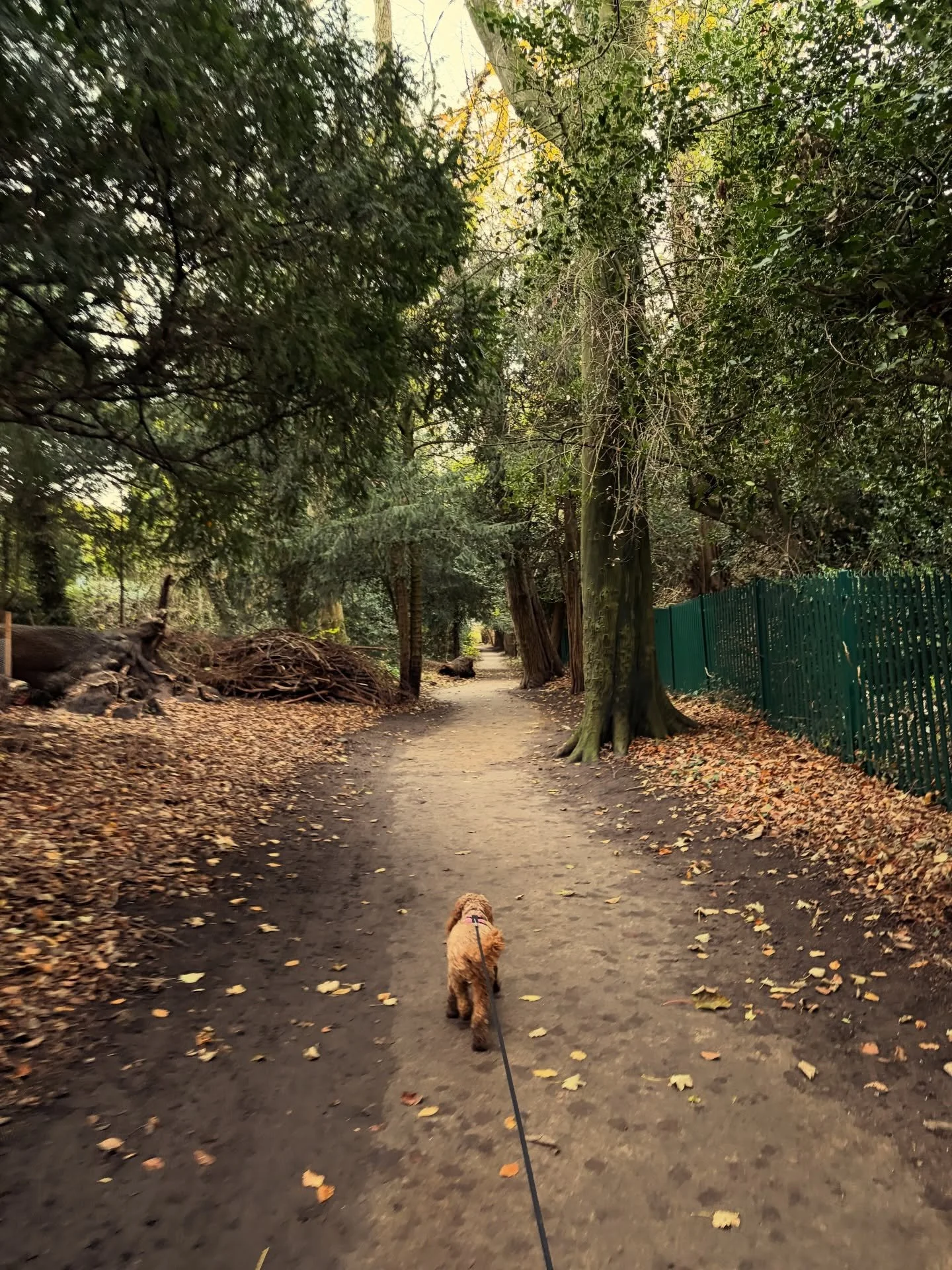 UK 🇬🇧 25.11 - 3.12.2025 ❤️ 🐾 🍂 🎄