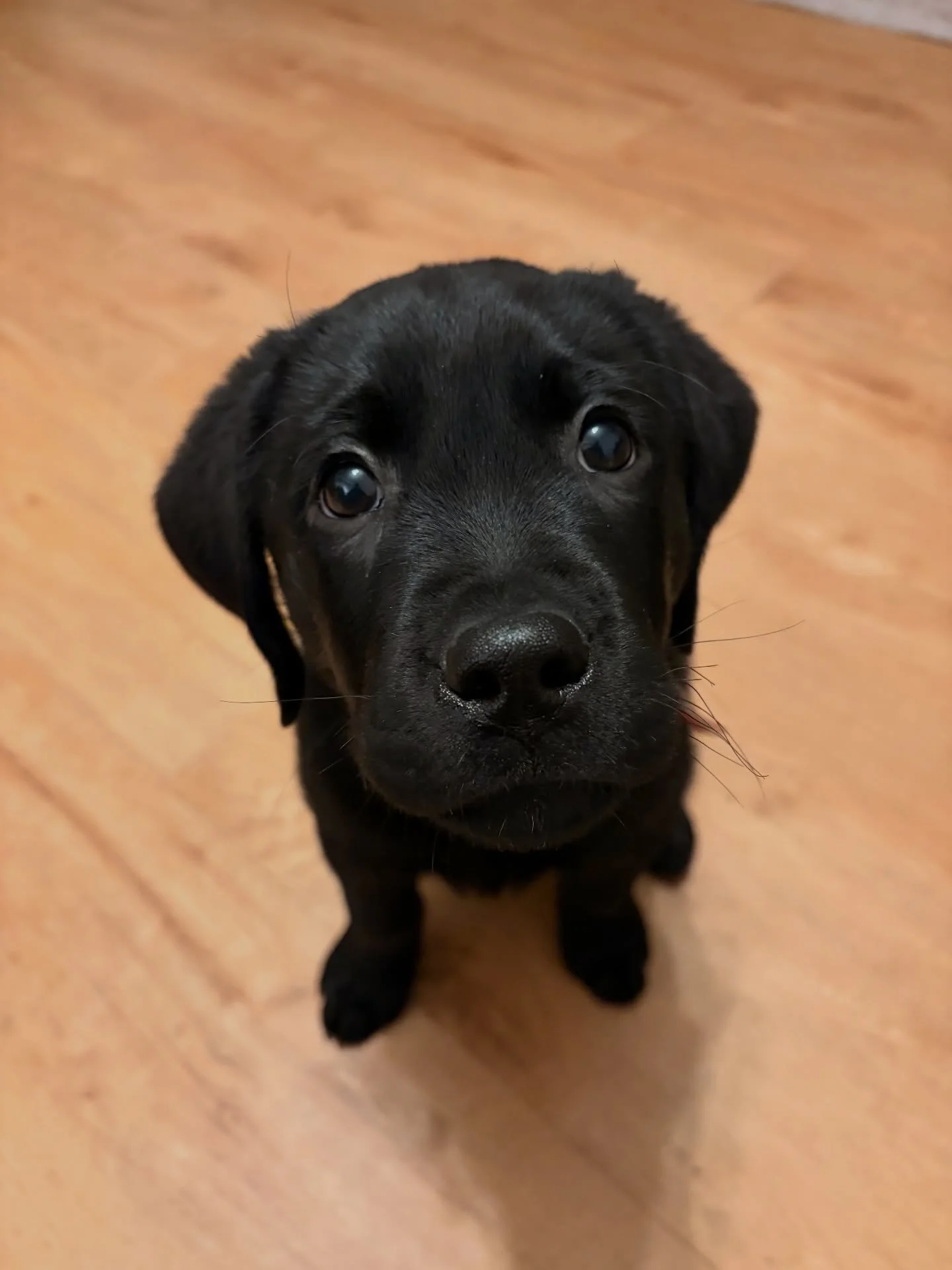 January 2026 ❄️🐾🇫🇮☕️