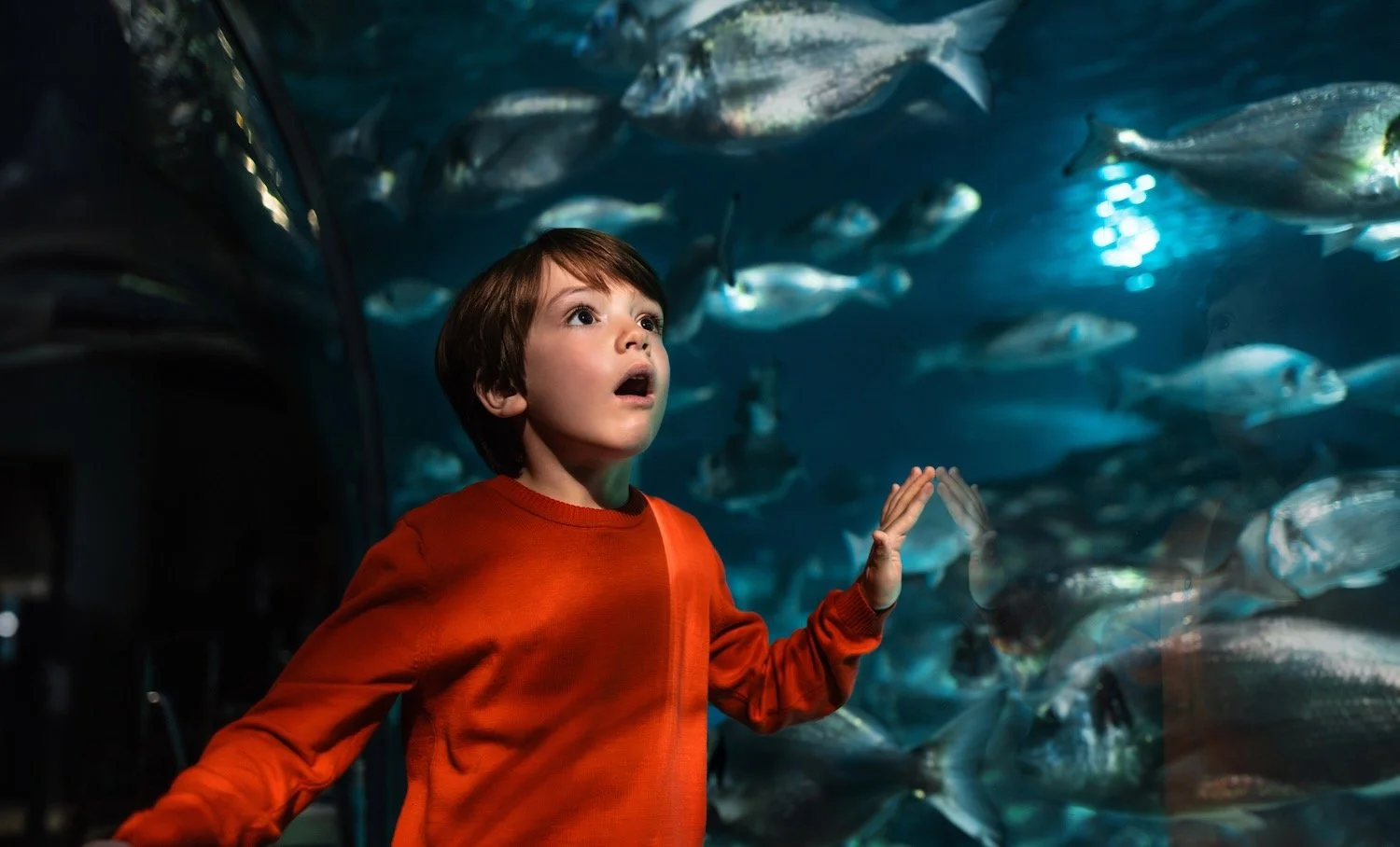 Child in a Guiding Red top gazing up in wonder inside the Barcelona aquarium. Make Memories campaign.