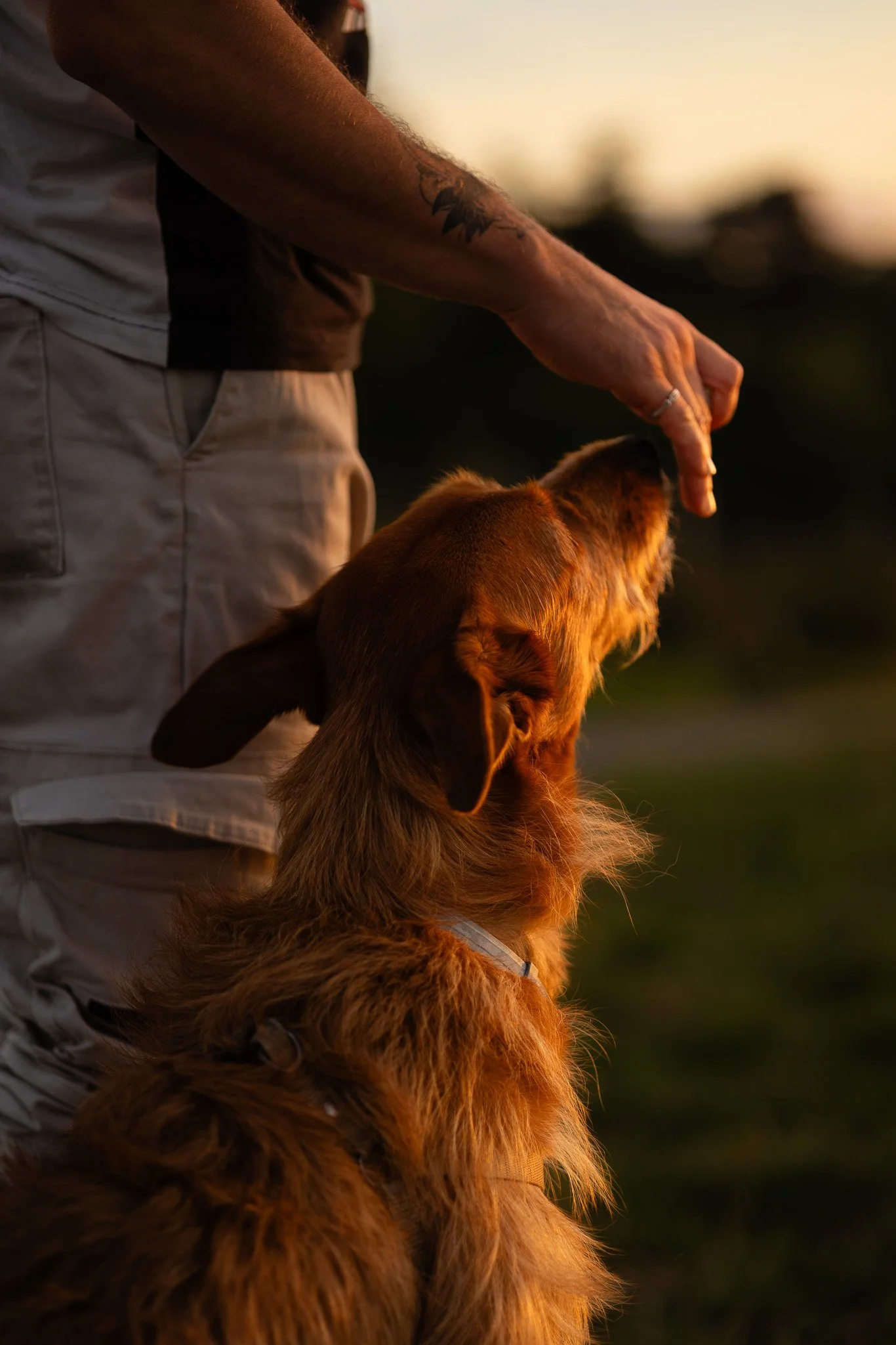 Person reaching out hand towards a golden retriever dog during sunset.