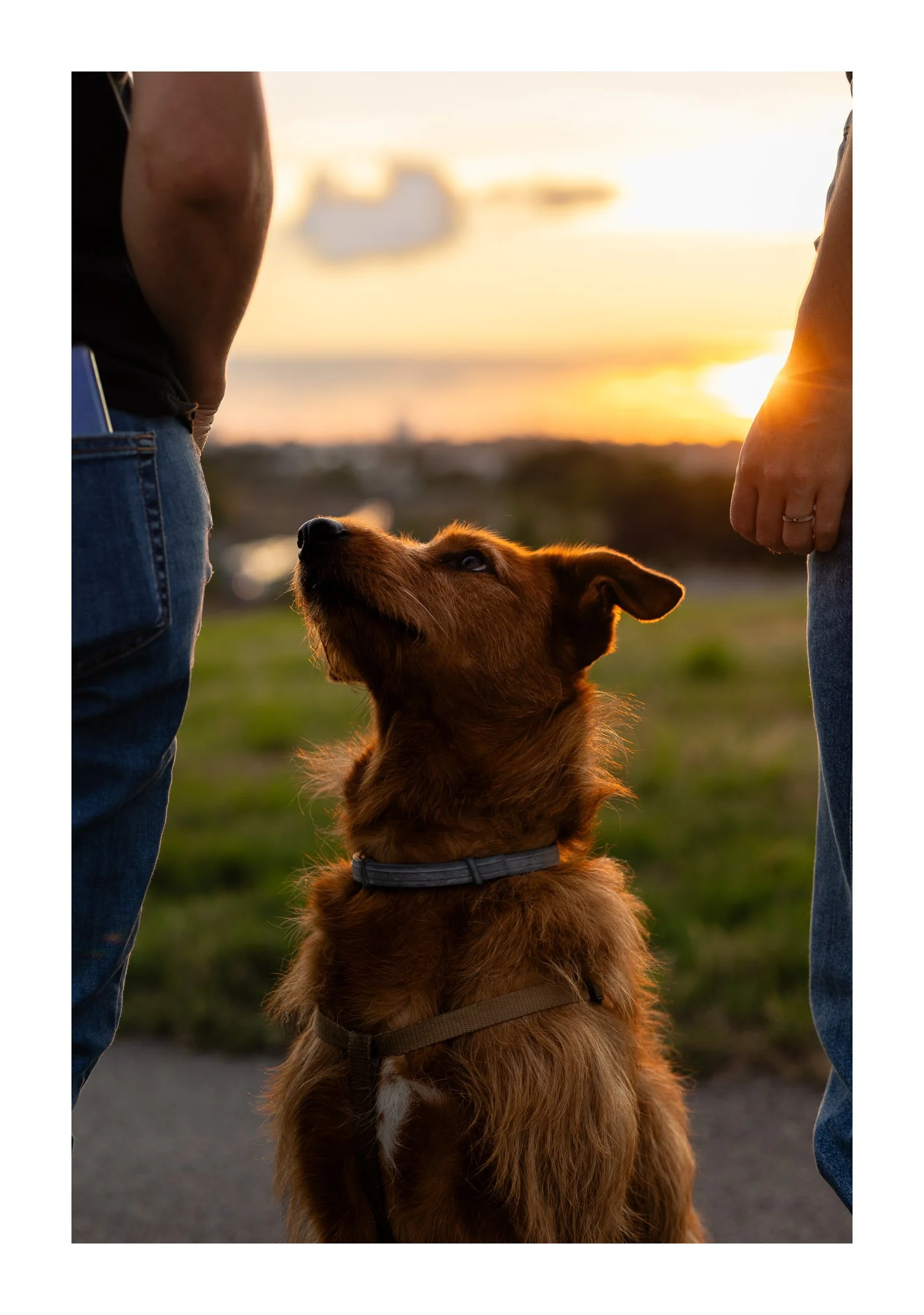 A dog gazing upward at two people standing on either side, against a sunset background with clouds and a blurred landscape.