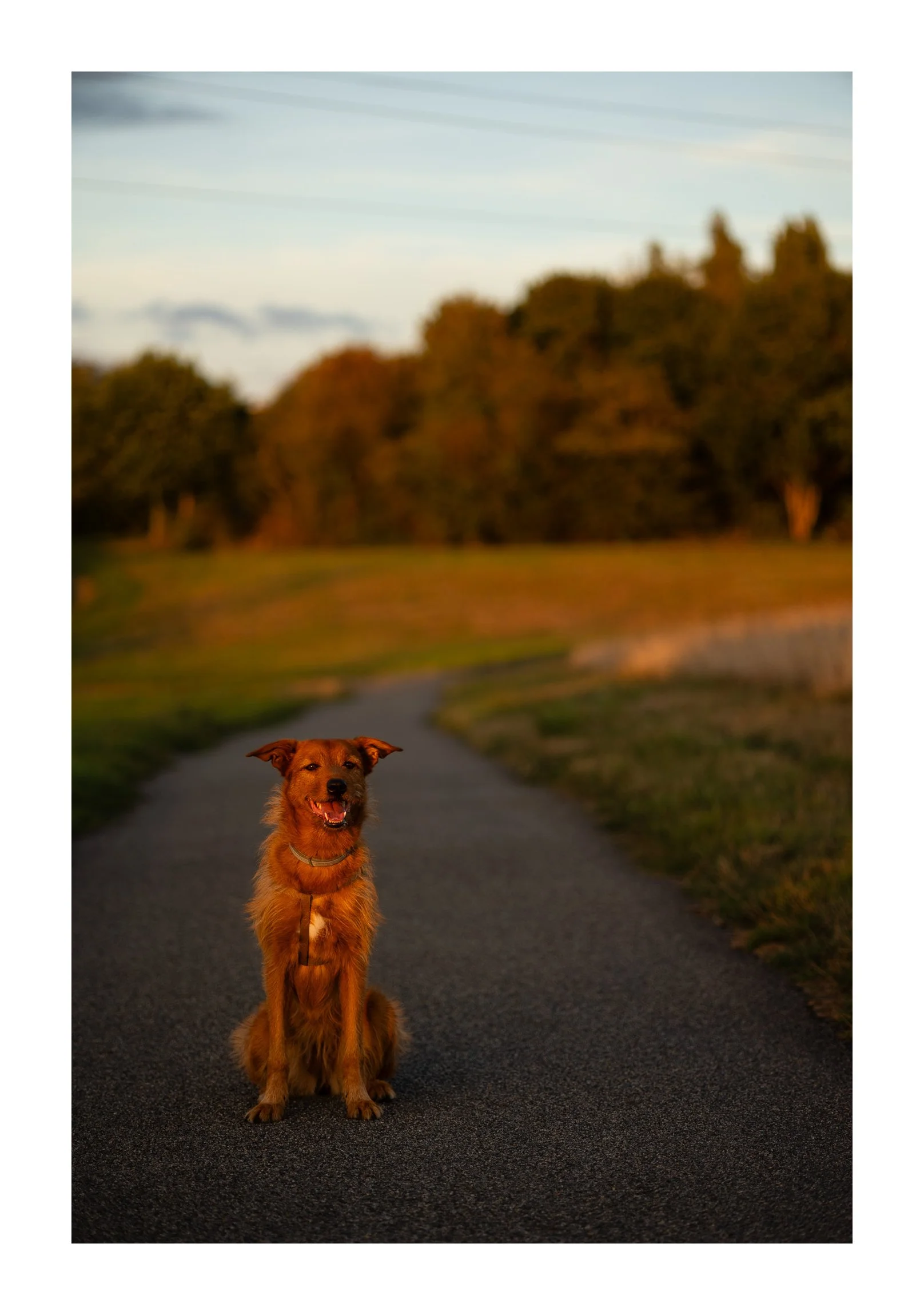 A cheerful brown dog sitting on a paved path in a park during sunset, with trees and a partly cloudy sky in the background.