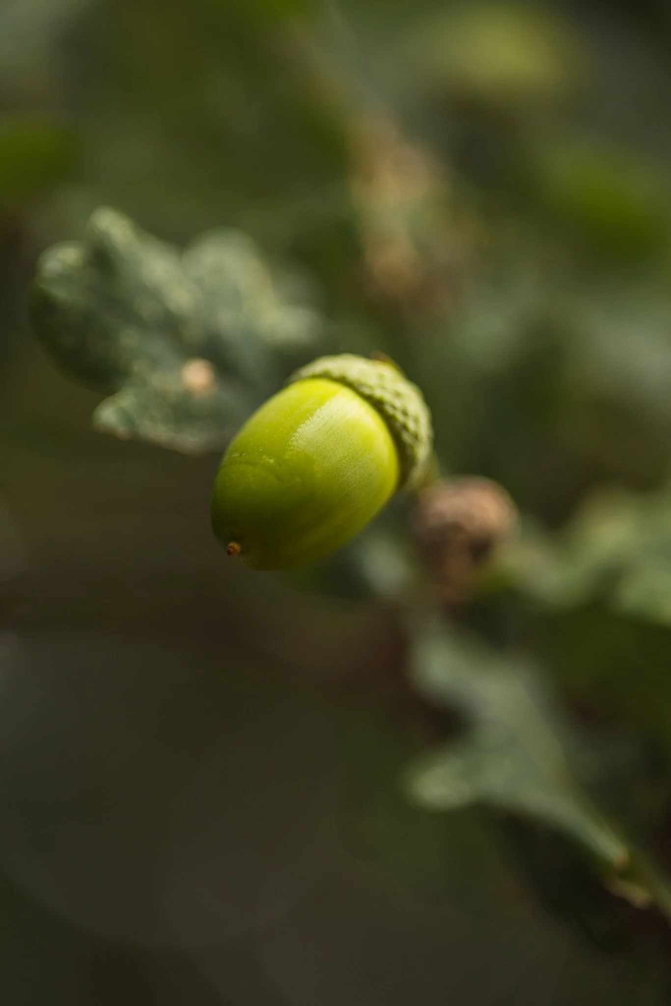 Close-up of a green acorn hanging from a branch, with blurred leaves in the background.