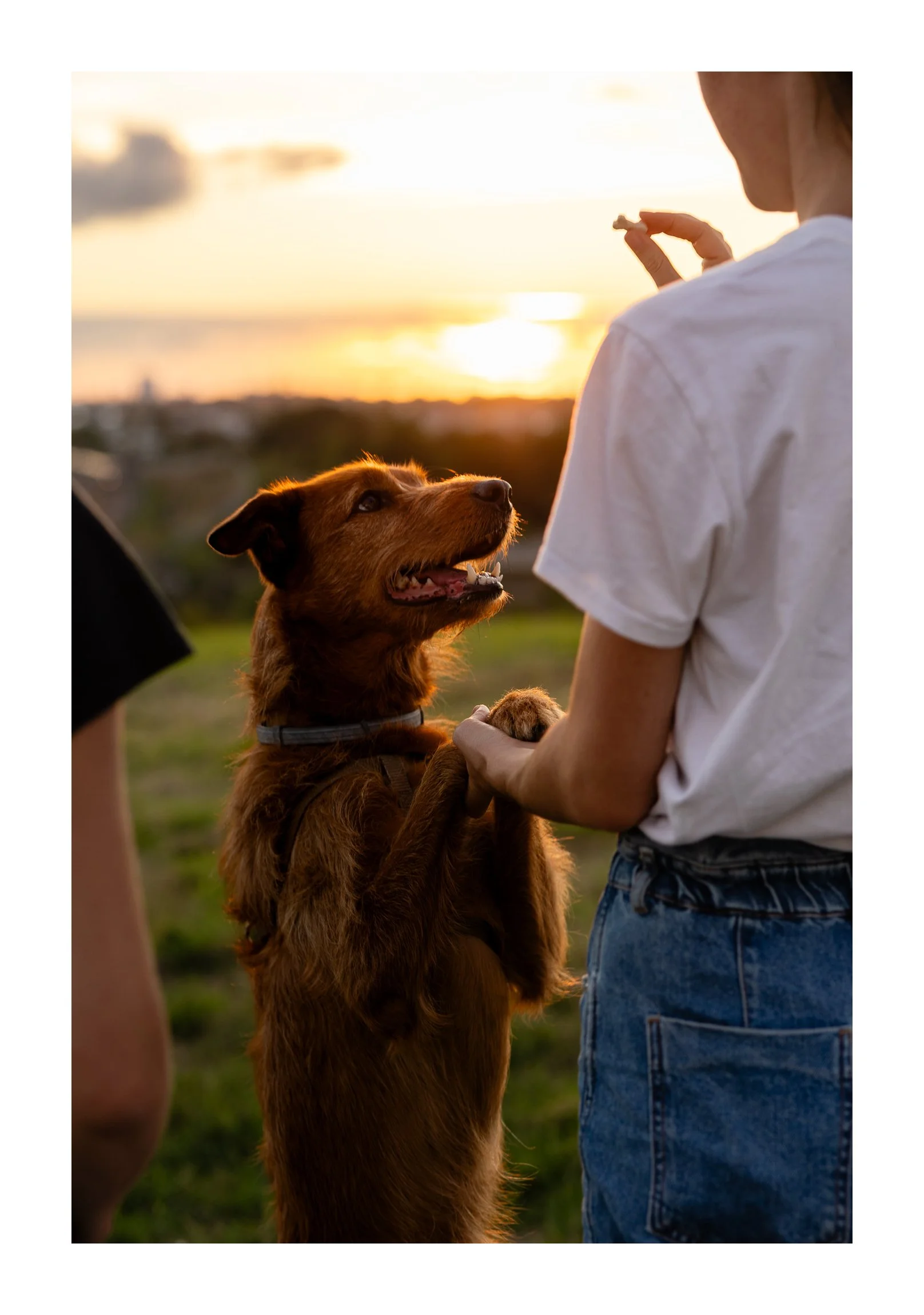 A person holding a dog’s paw during sunset outdoors, with another person partially visible on the left.