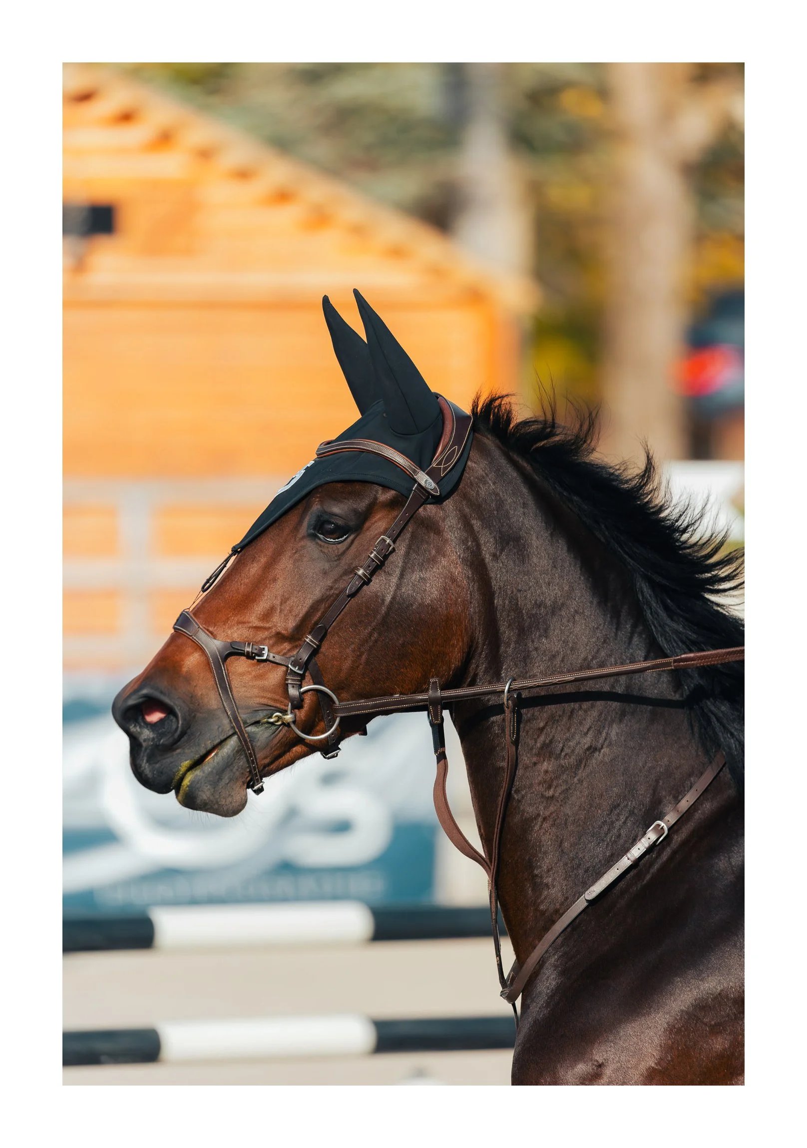 Close-up of a brown racehorse with a black mane and wearing a black ear bonnet, during a race or training session.
