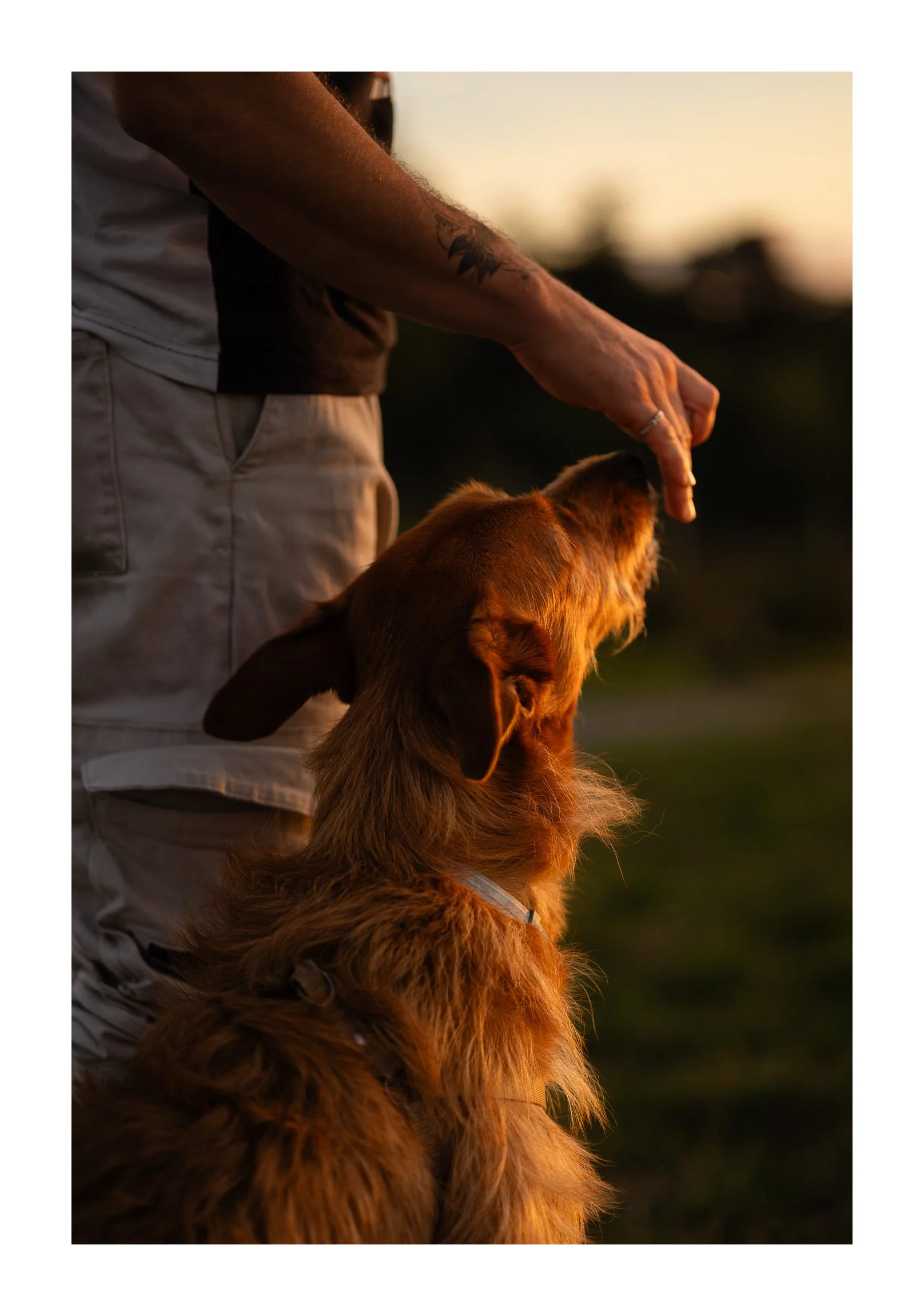 Person reaching out to a seated dog during sunset with blurred natural background.