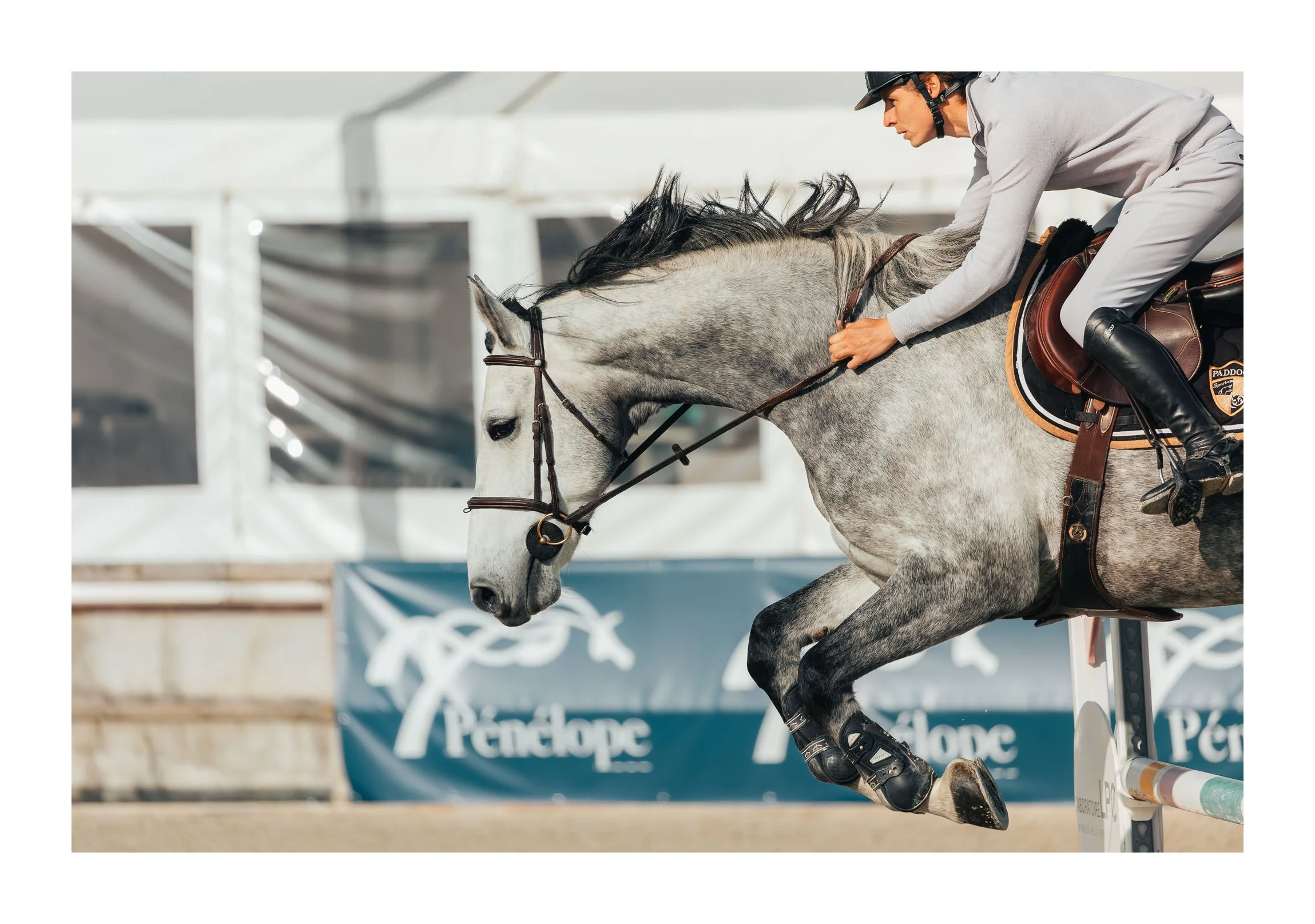 A male equestrian rider in grey attire and black helmet riding a grey horse over a jump during a show jumping competition.