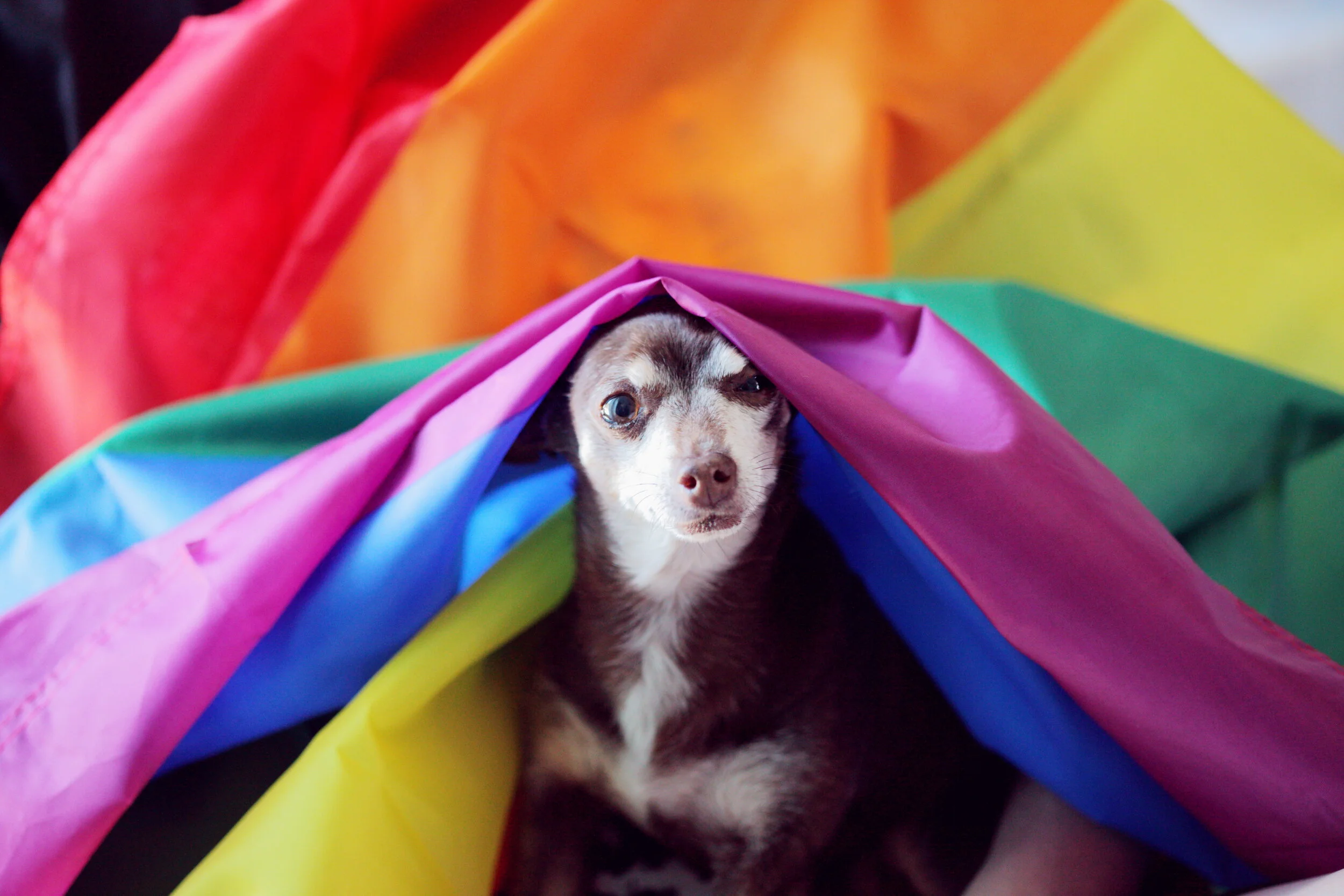 2. Would it be possible to put a tiny icon over Family and individuals? can be very smallKID W HEARTImage - Gay