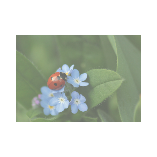 May Spirit Animal | The Ladybug | What Does The Ladybug Symbolise | PERLOTA  Fine Jewellery