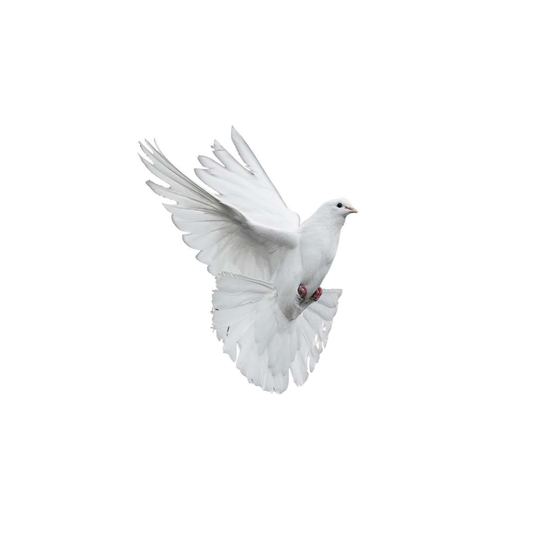 July Spirit Animal | The Dove | What Does The Dove Symbolise | PERLOTA Fine  Jewellery