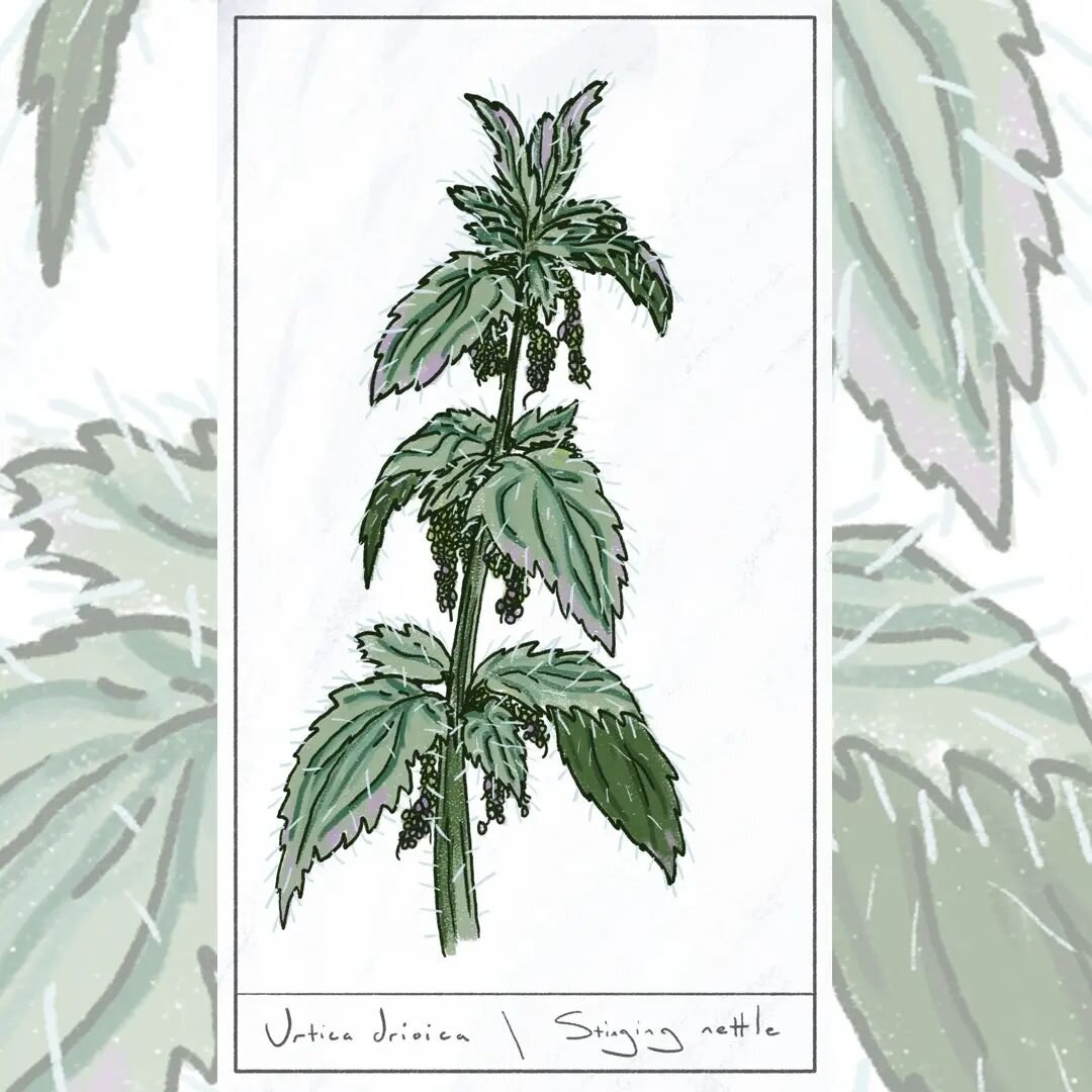 My favourite plant 👌🧤🍃

It's scary and unapproachable, but with the right care, it can be made into a delicate tea with health benefits

-
-
-
 #nettles #nettletea #stingingnettles #ouch #careful #botanicalillustration #plantdrawing
