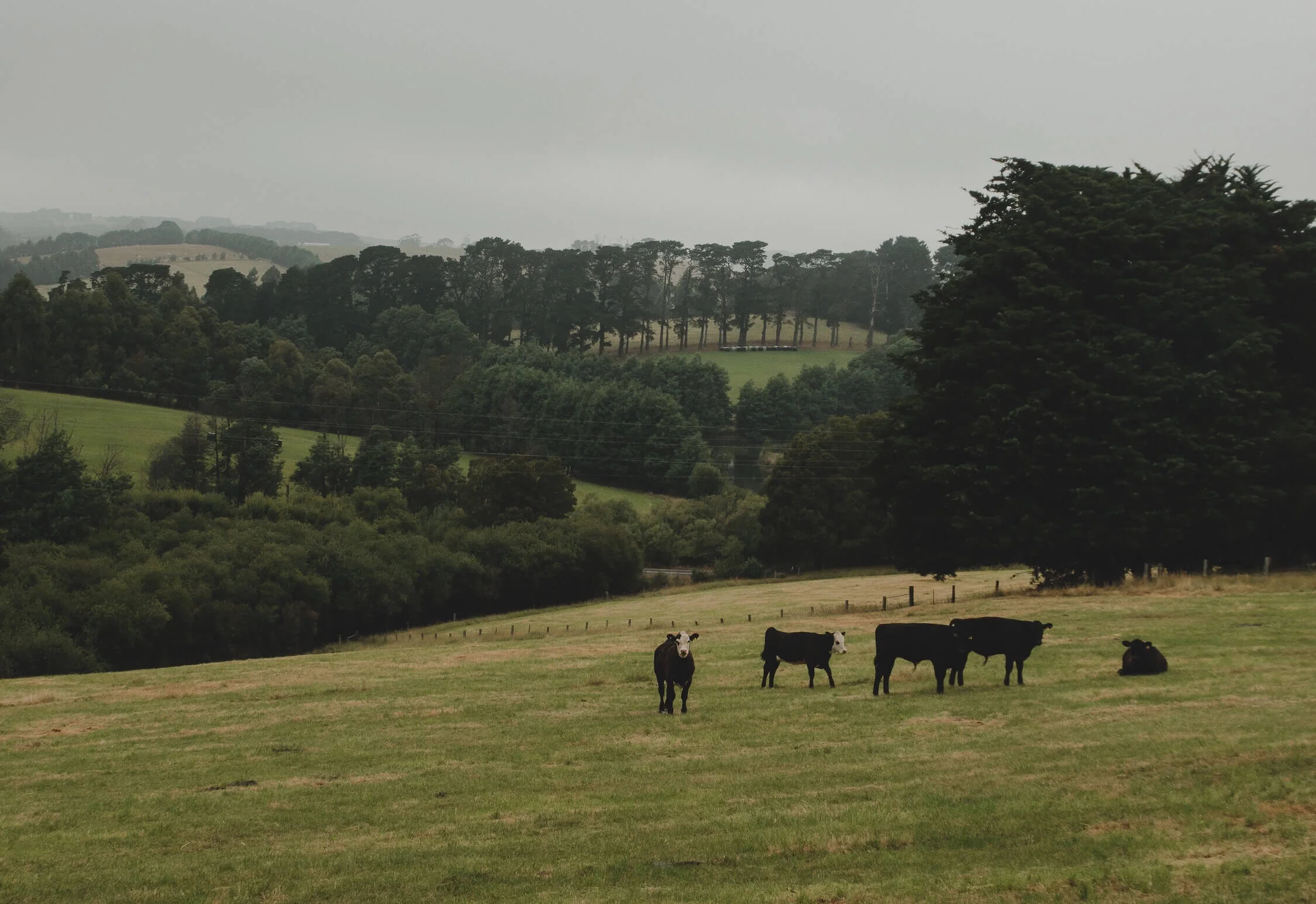 britt-gaiser-tW0WAcAv87A-unsplash (1).jpg