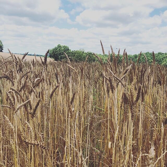 Went on a very nice field trip with our bakers today to visit @dayspringfarms farm and mill and @condorchocolates chocolate factory! These farmers and makers are so important to our business, they truly get the credit for our products being extra del