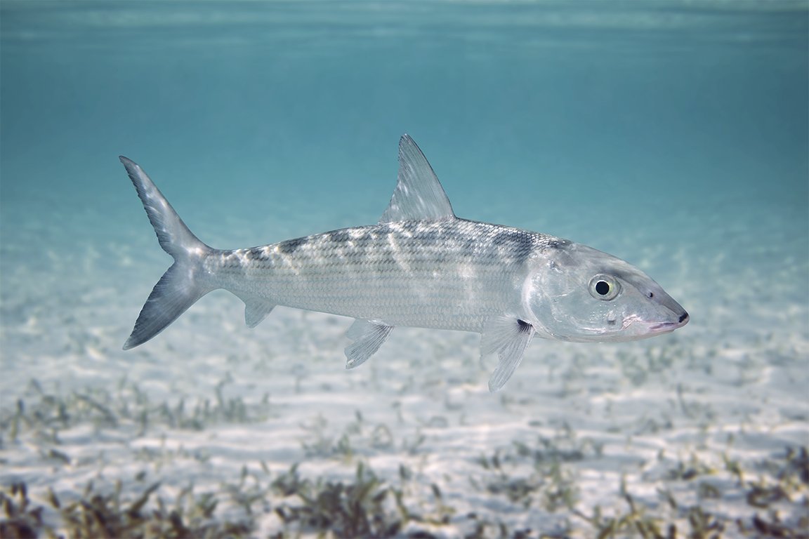 00070_metal_mb 2.jpg