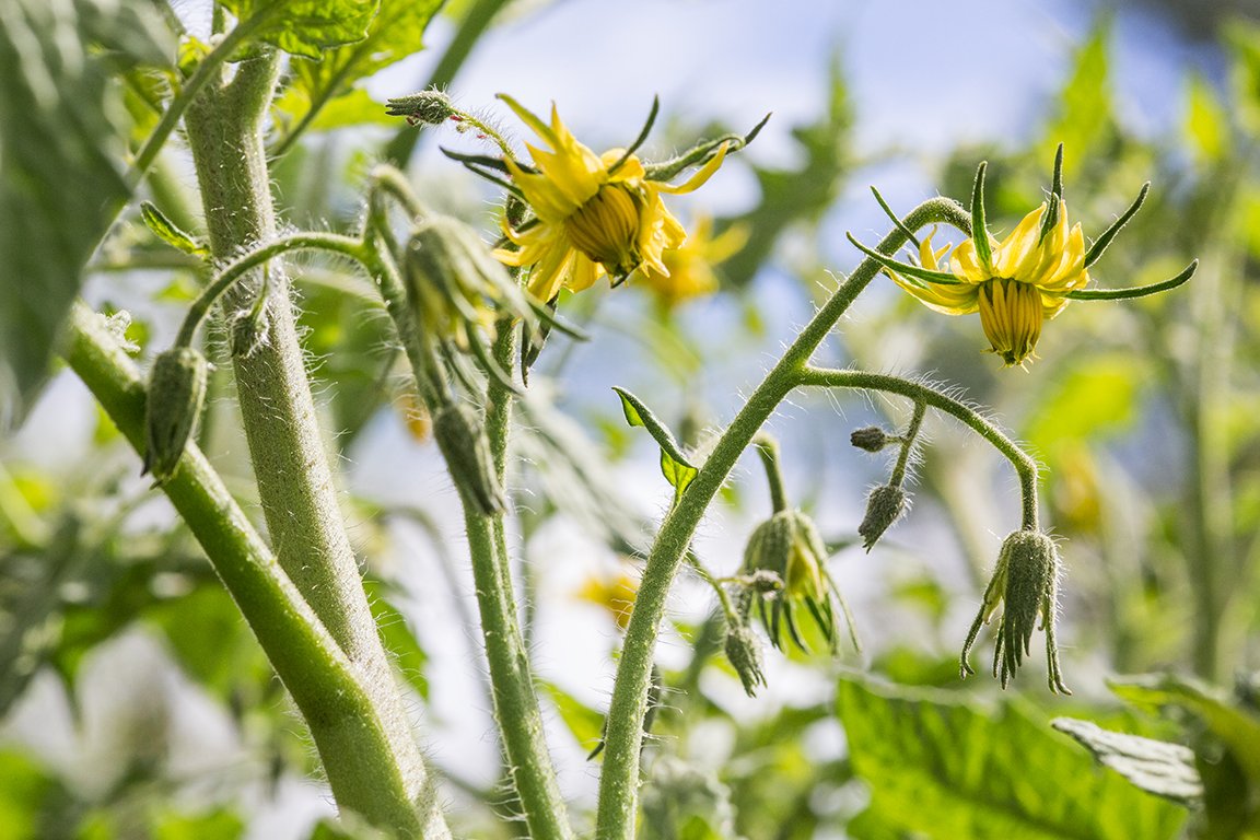 160710_GARDEN_246 copy.jpg