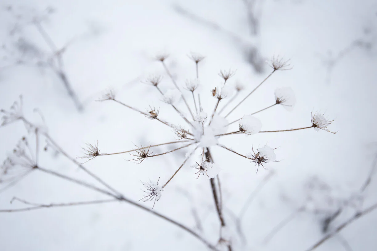 2018-01_Vinter Snarøya (166).JPG