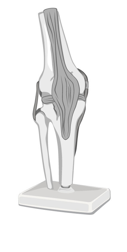 BE1287_Schmerzen-im-Knie__ST_Model.jpg