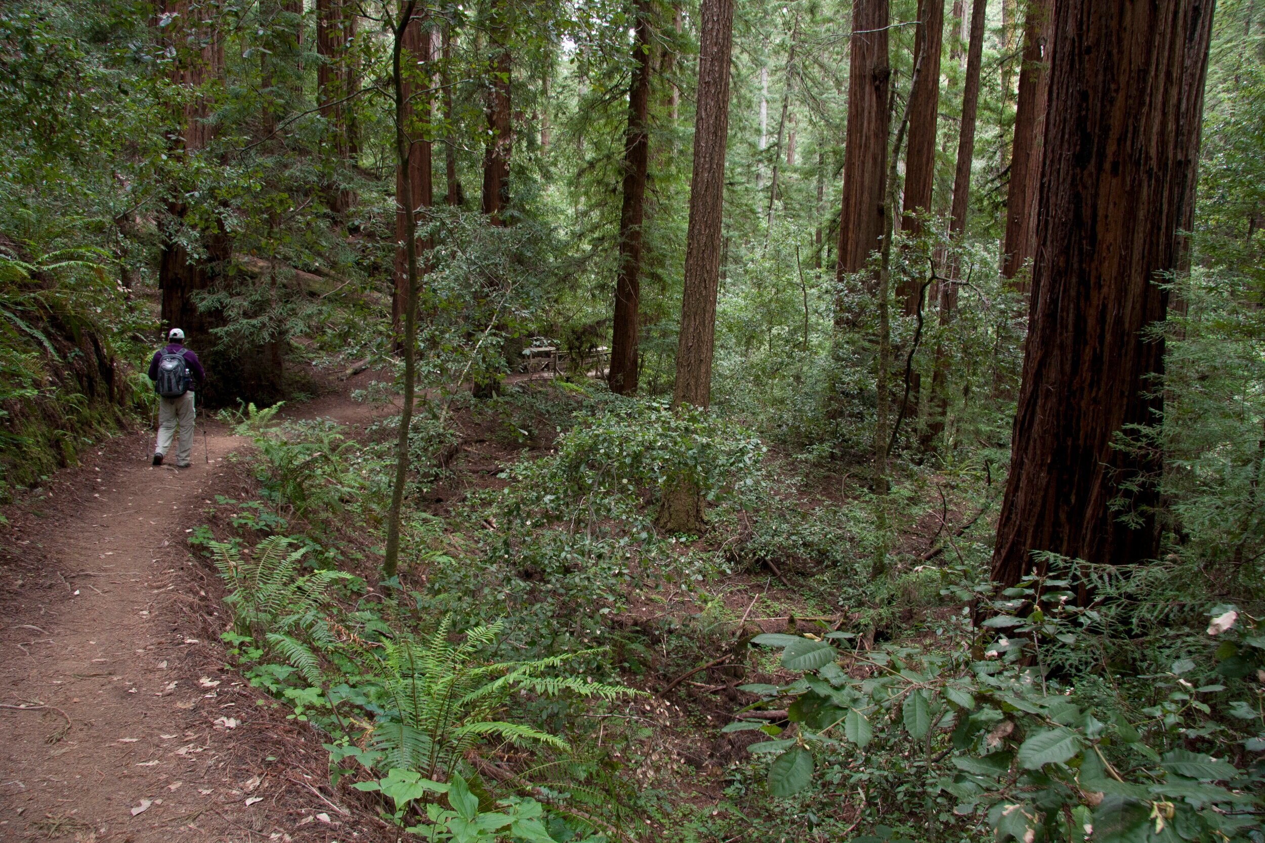 Hiking in Big Basin Redwoods State Park — Mountain Parks Foundation