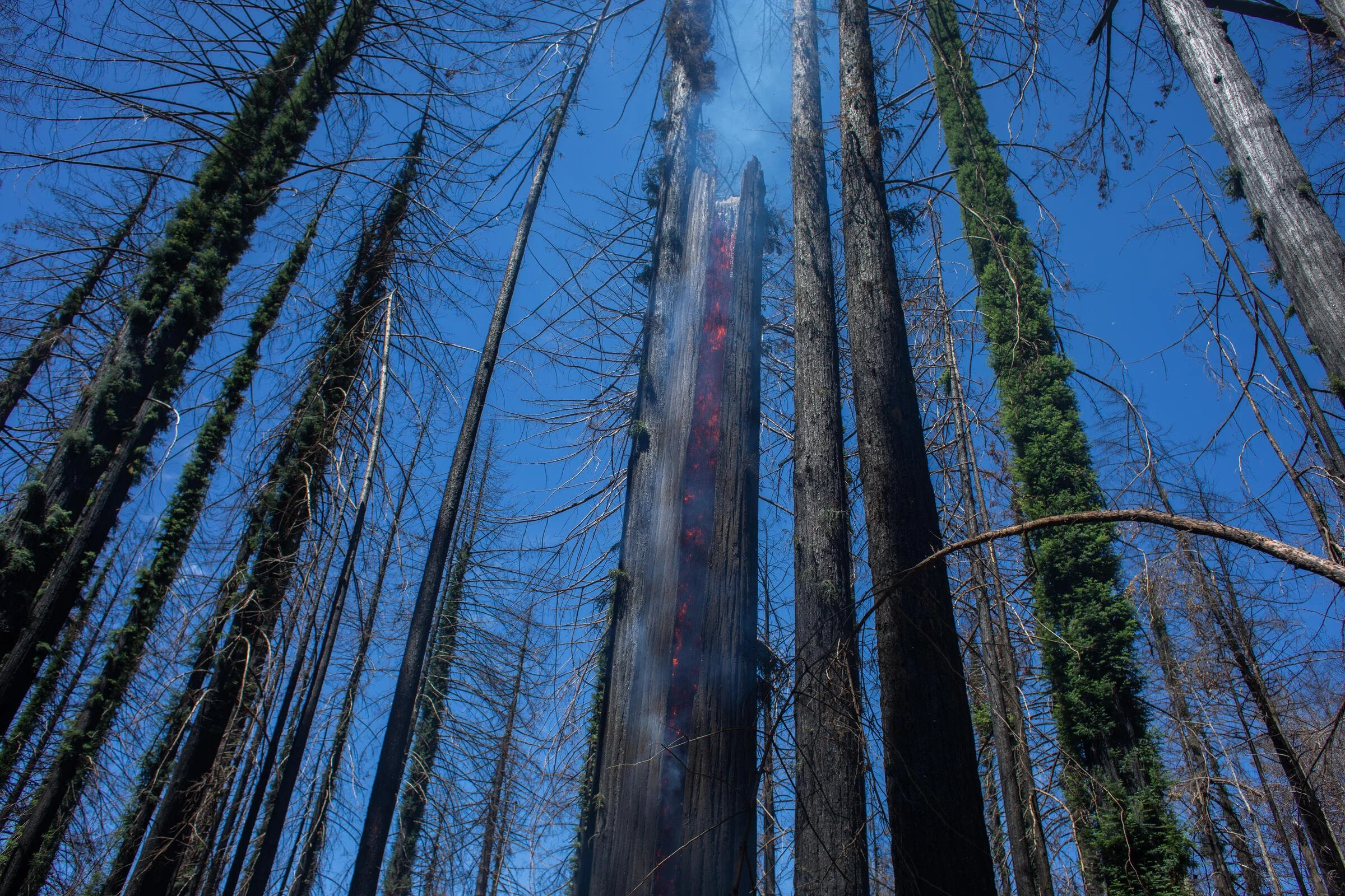 Rebuilding an Iconic California State Park With Birds and Wildfire In Mind