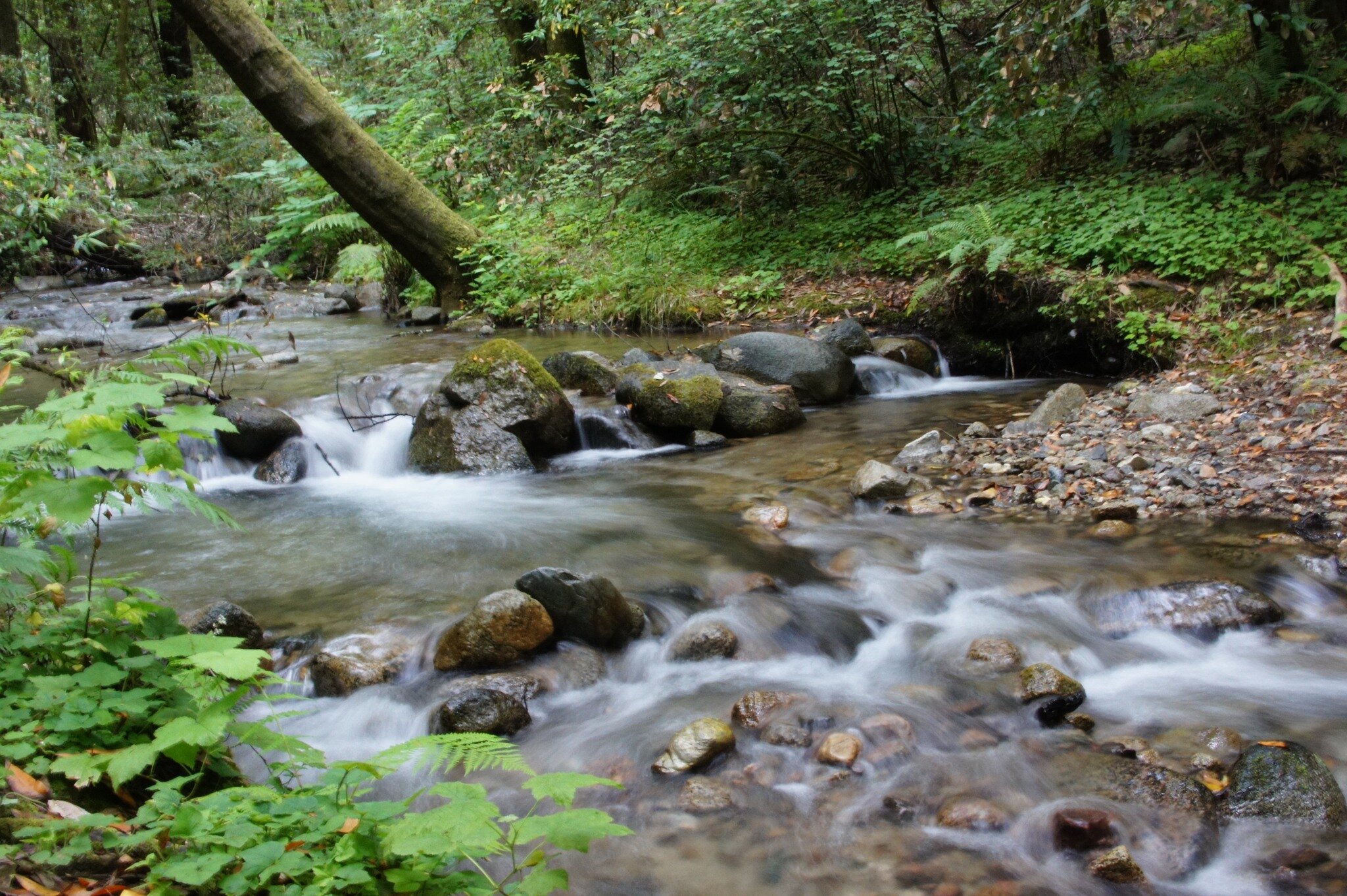 💚 Fall Creek is open to the public!! 
After a brief closure due to hazardous conditions (missing bridge crossings, washouts, and downed trees) Fall Creek has now reopened 😄 

📸: Dave Kuty