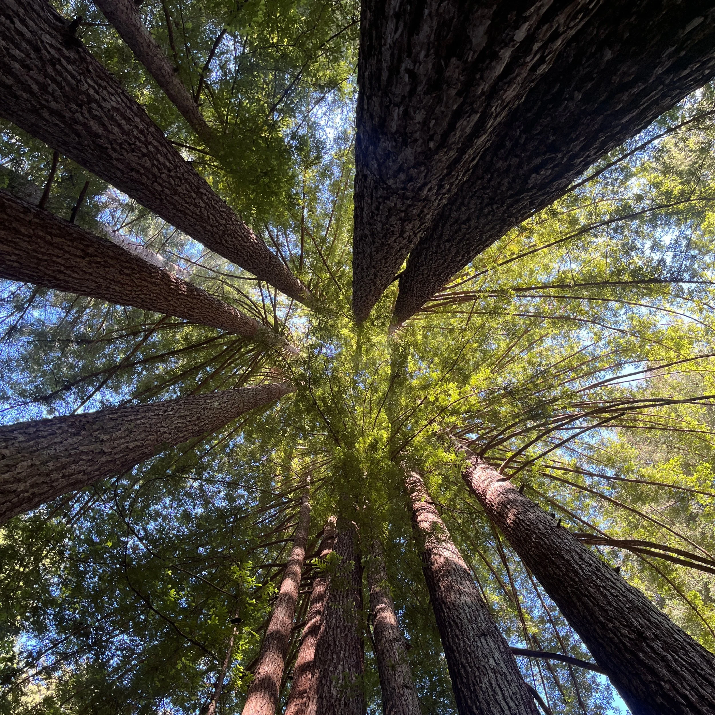 Healing in the Forest: A Meditation and Mindfulness Workshop