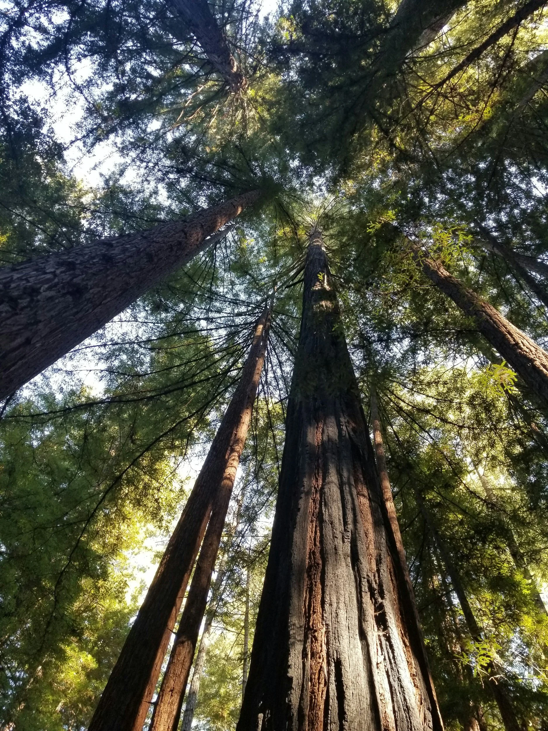 Plan a Day at Henry Cowell