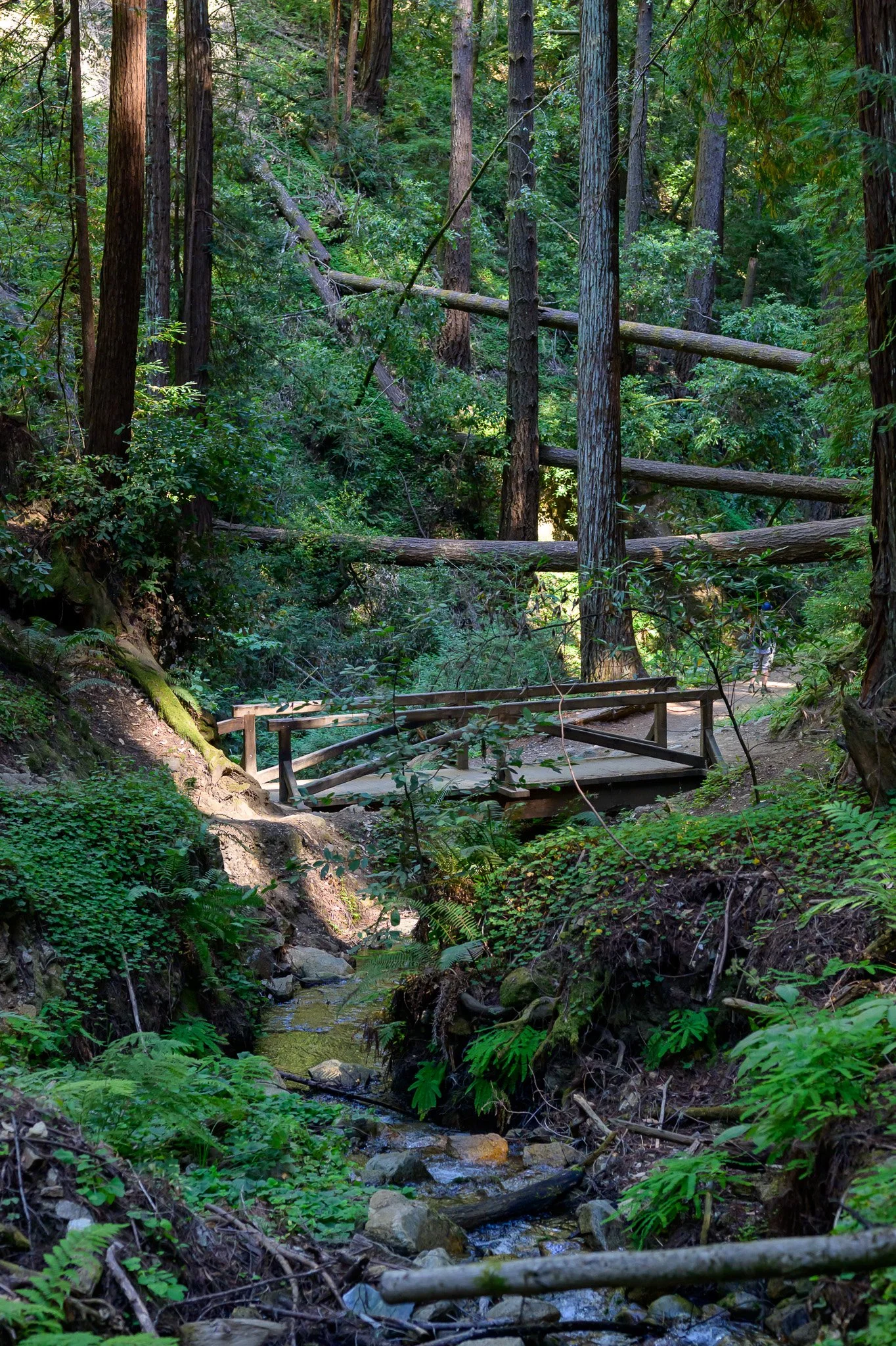 A Perfect Day in Felton: Redwoods, Good Food + A Little Mountain Magic