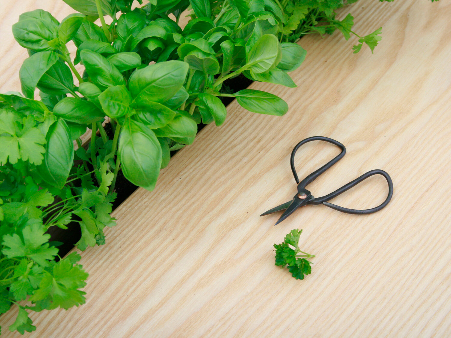 herb-garden-dining-table-planters-basil-wood-scissors.jpg