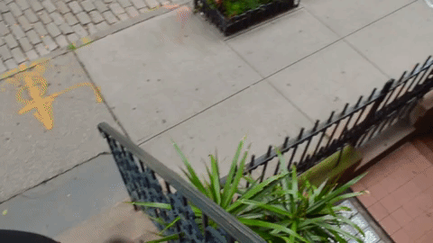 dibsvc1.gif