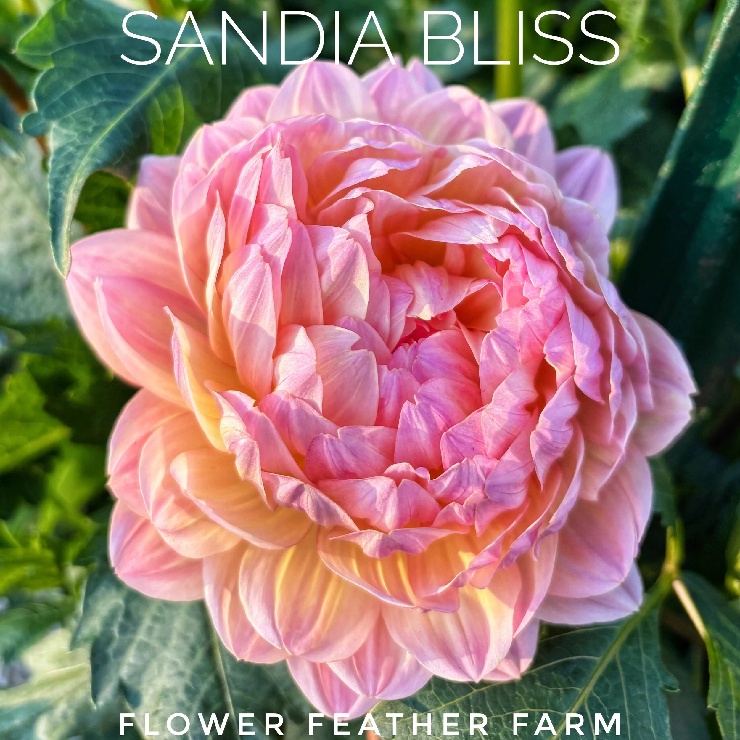 Sandia Bliss Dahlia at Flower Feather Farm, chicks & dahlias