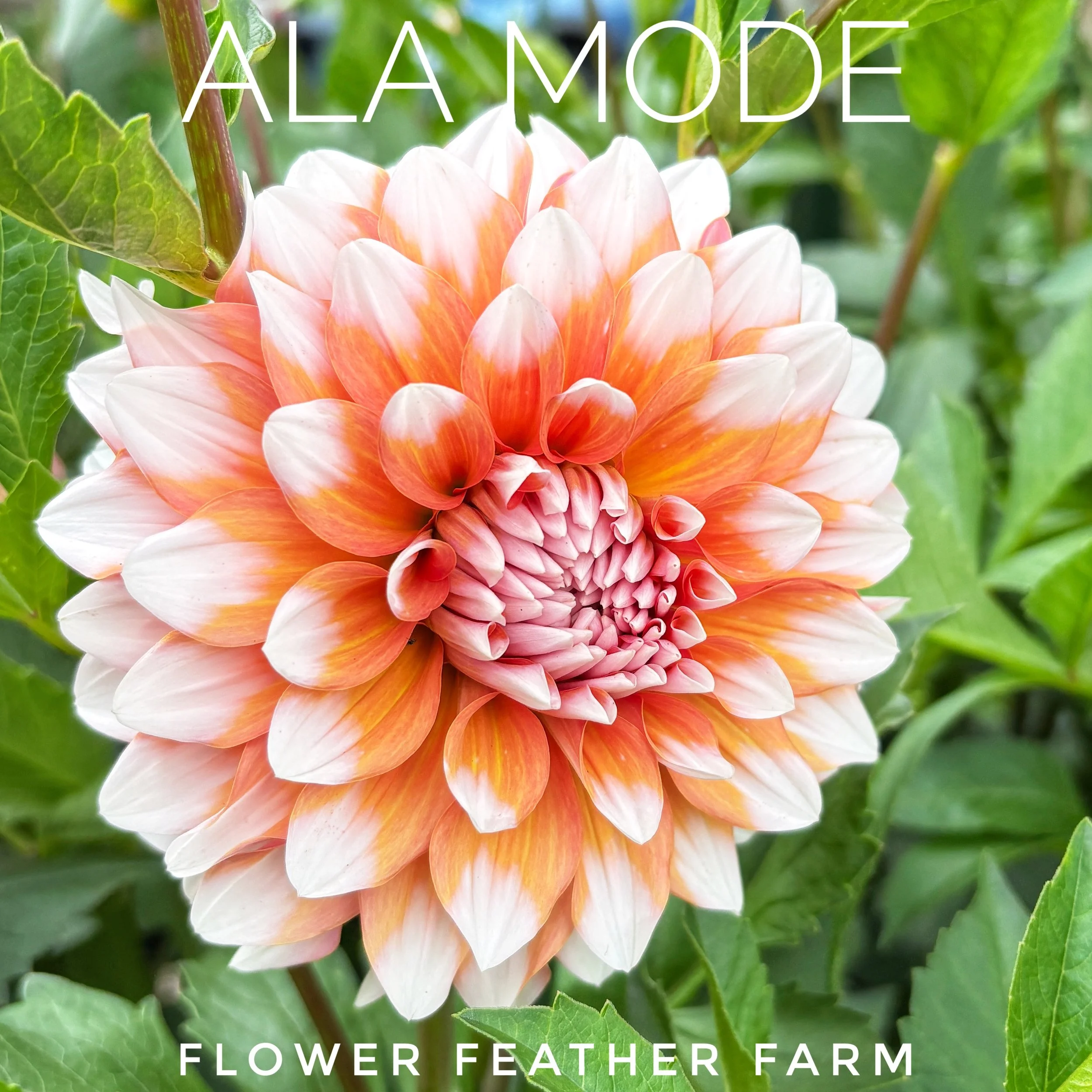 Buy premium Ala Mode dahlia tubers from Flower Feather Farm. Grow massive, 8-inch coral-orange blooms with white tips in your garden beds!