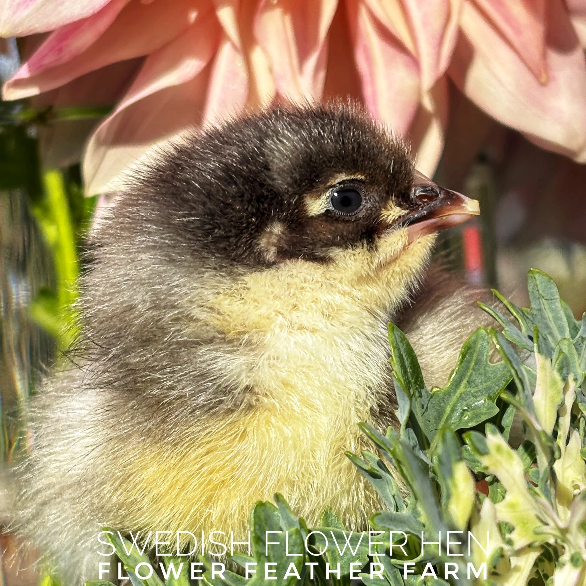 Freshly hatched Swedish Flower Hen chick at Flower Feather Farm, chicks & dahlias in Bellingham