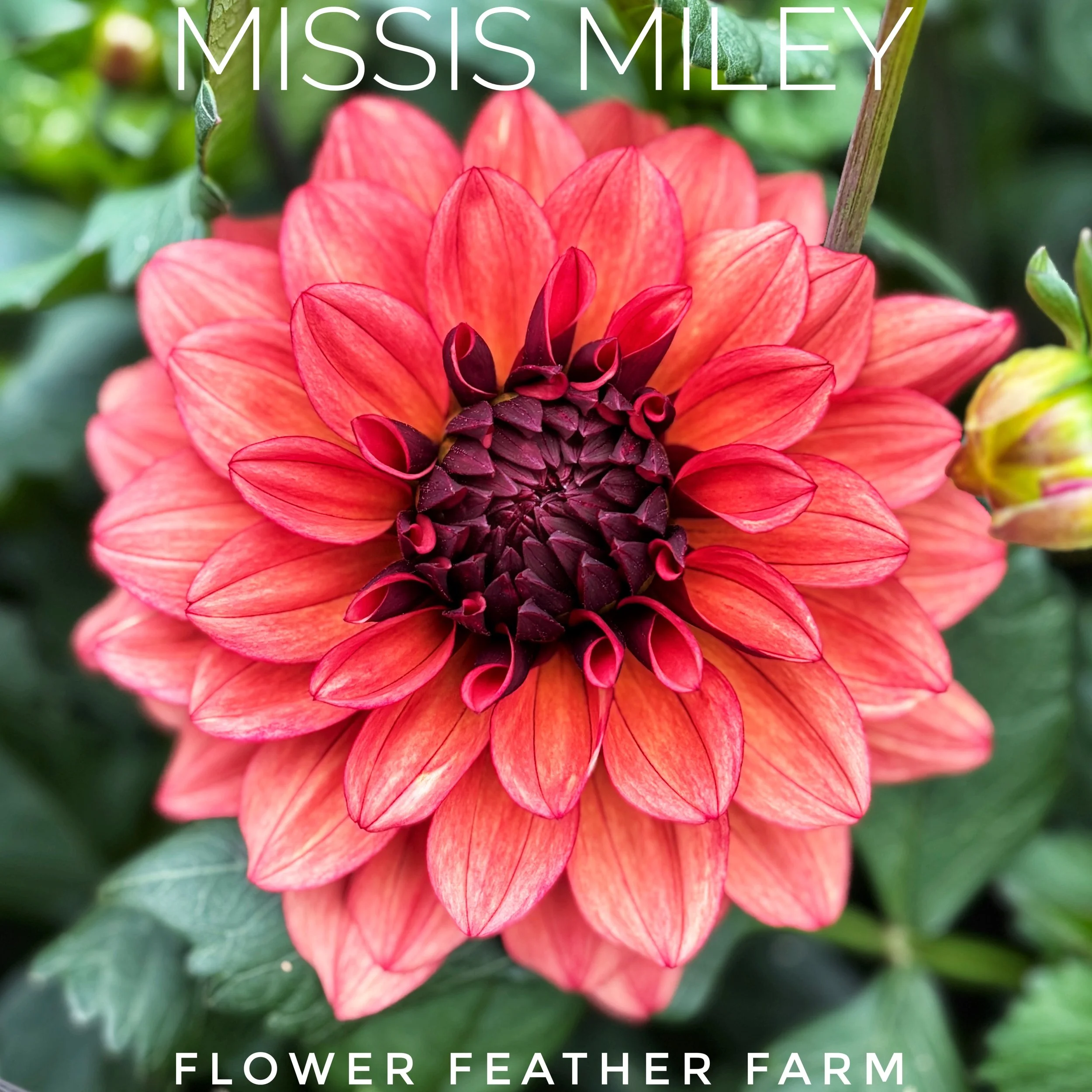 Missis Miley Dahlia at Flower Feather Farm, chicks & dahlias