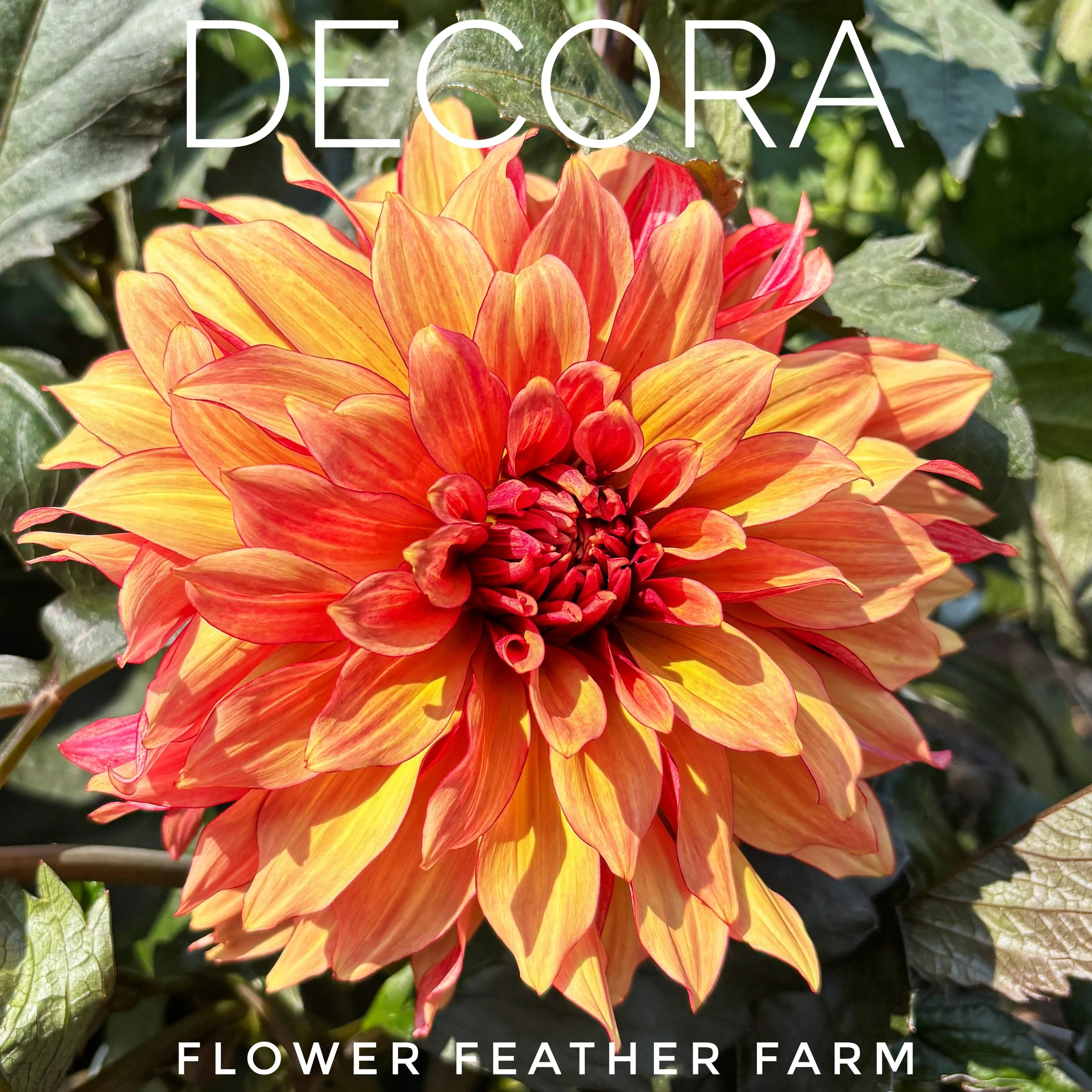 Decora Dahlia at Flower Feather Farm, chicks & dahlias, a dahlia farm nearby
